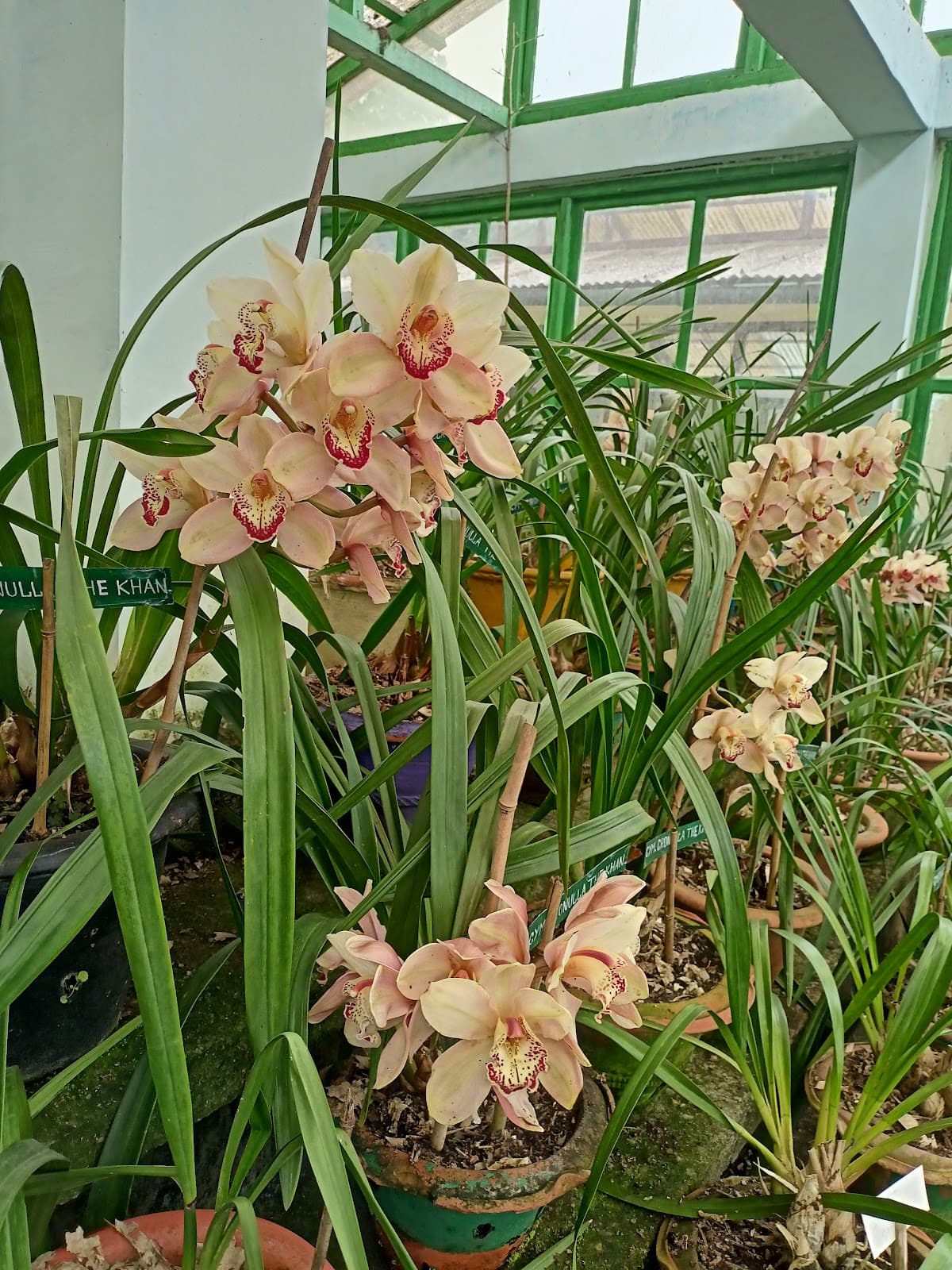 Takdah Orchid Centre - Image 1