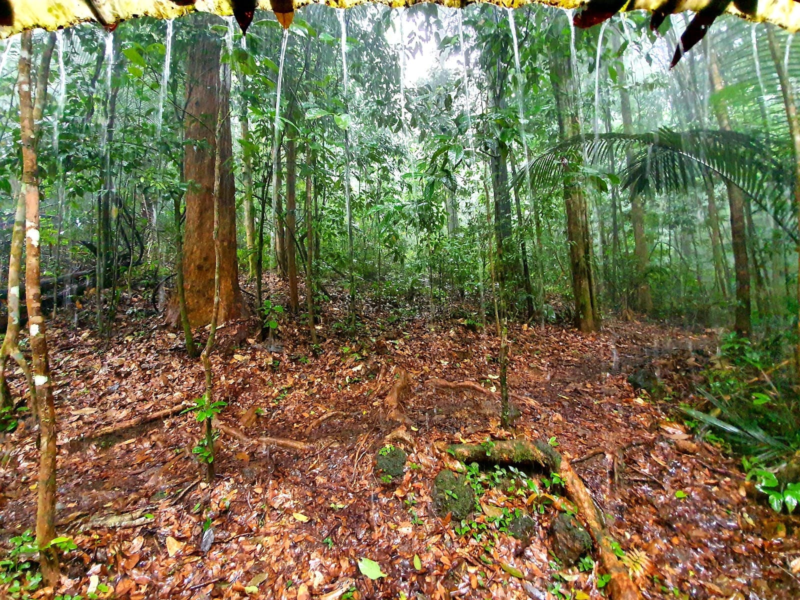 Montagnes des Singes Trail - Image 1