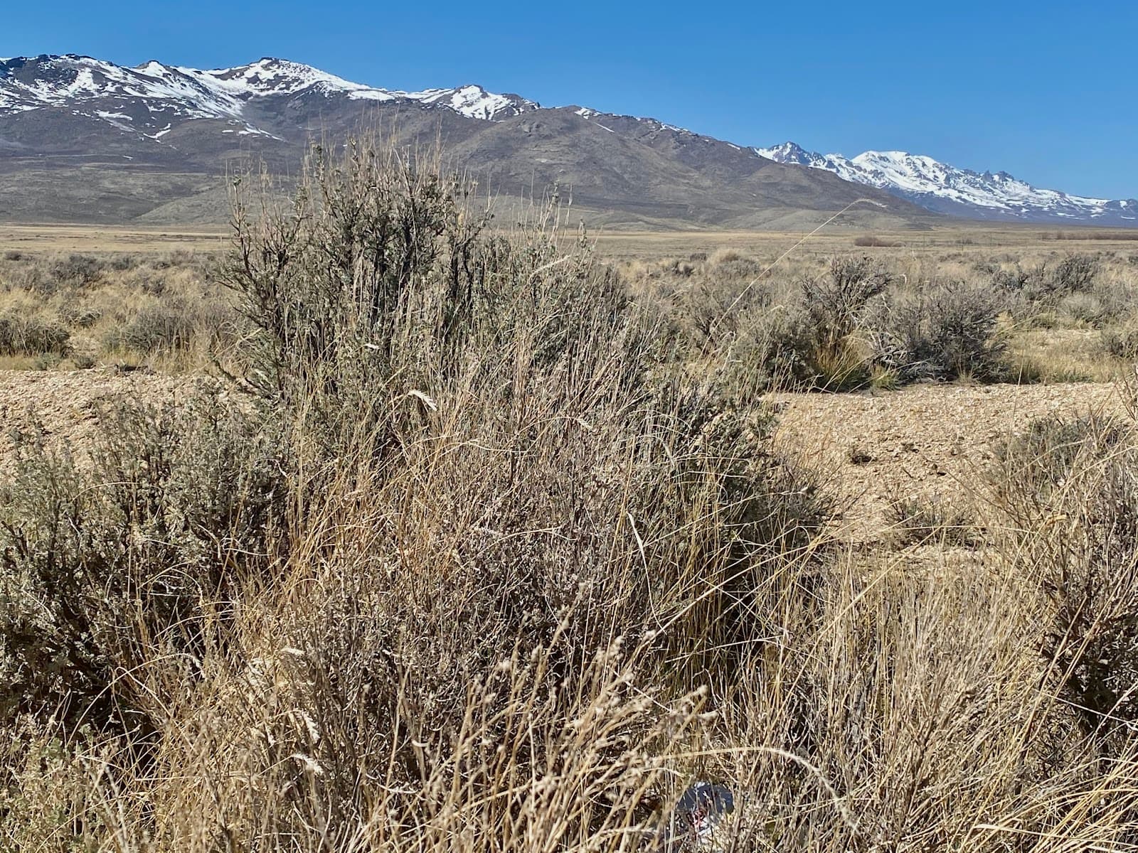 Toiyabe Peak - Image 1