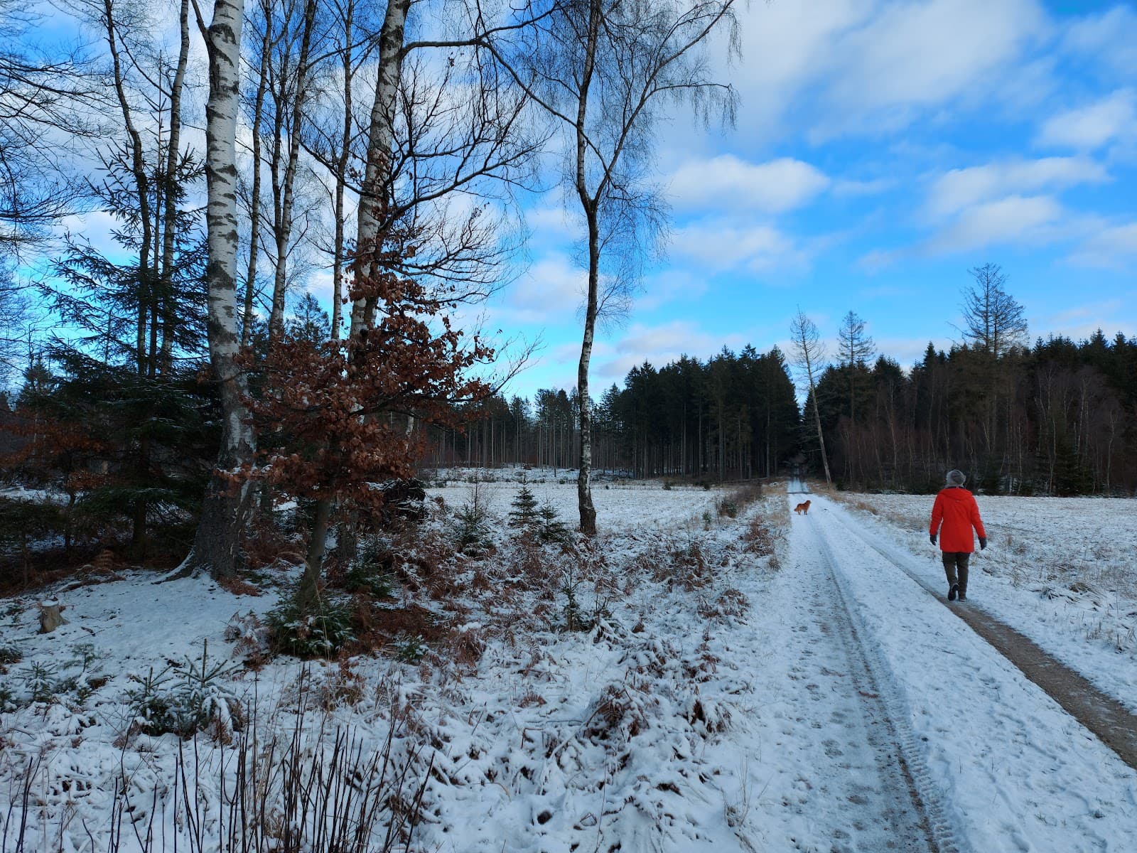 Gribskov Forest (Nødebo) - Image 1