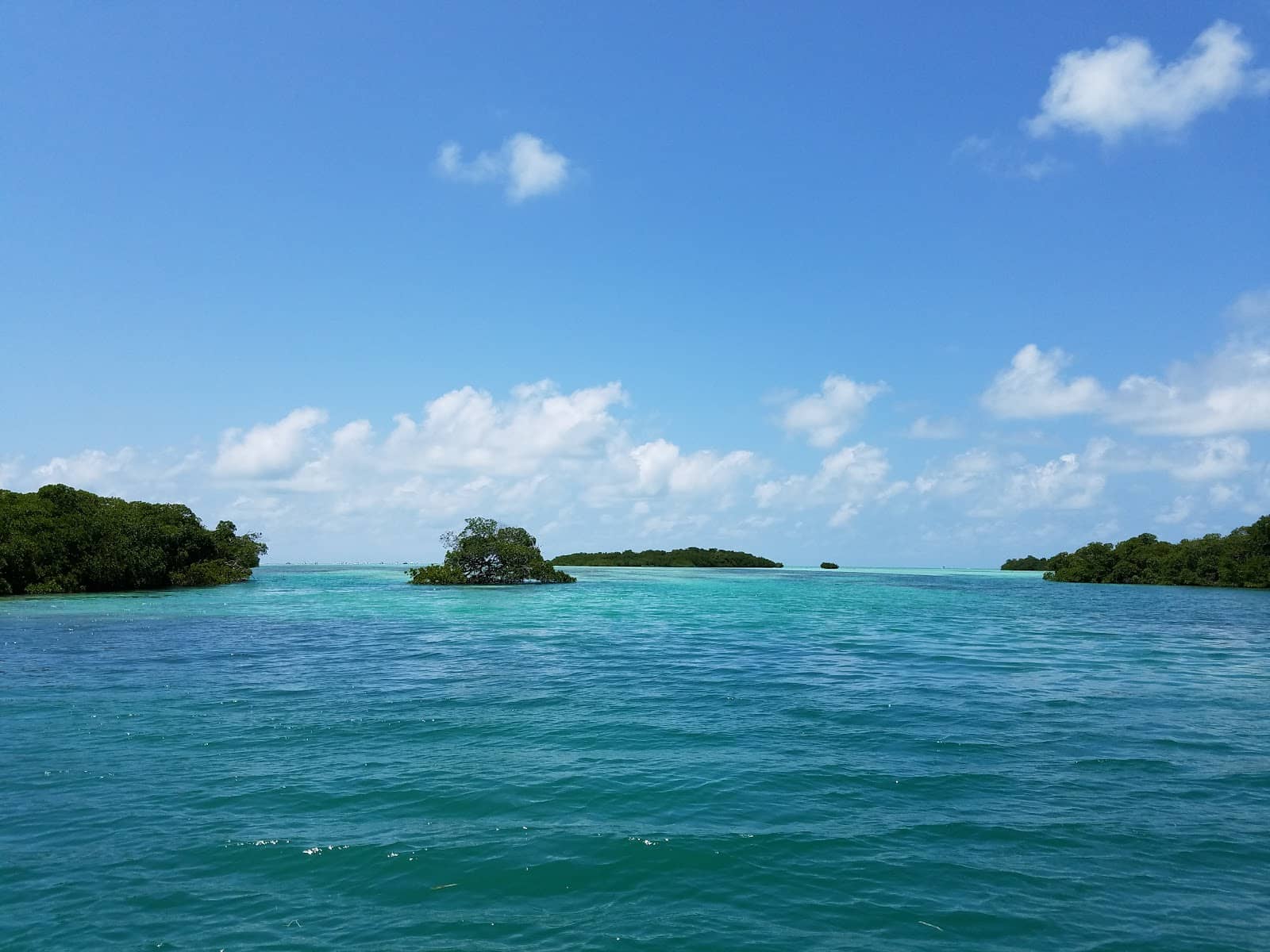 Marine Life Encounters