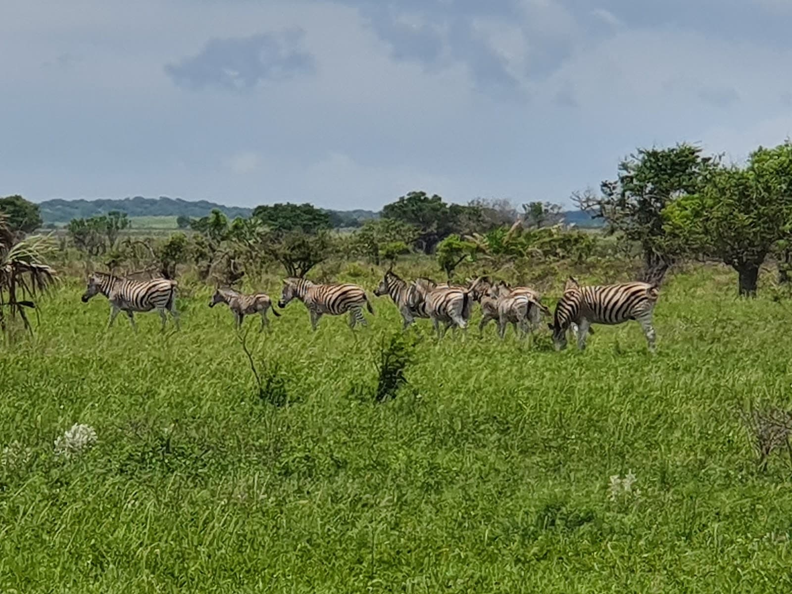 Maputo Special Reserve - Image 1