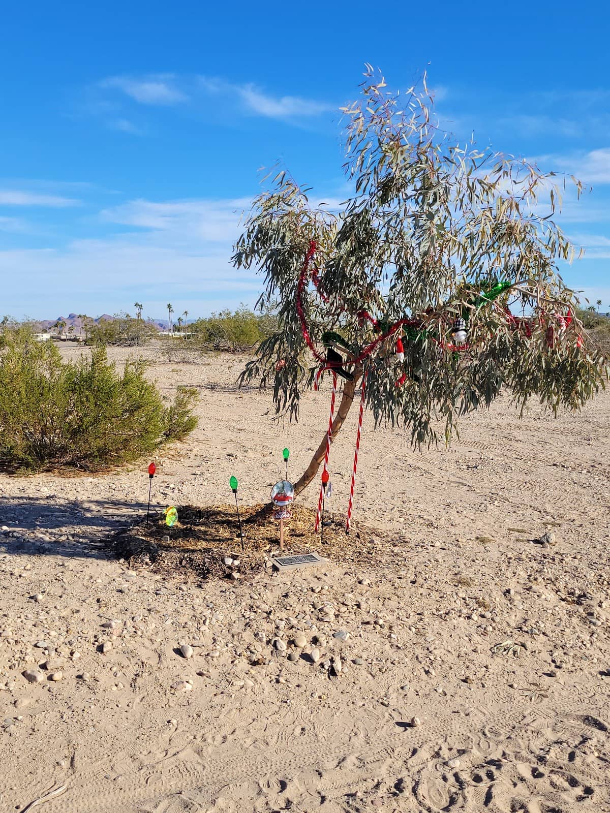 Butterfly Garden Oasis
