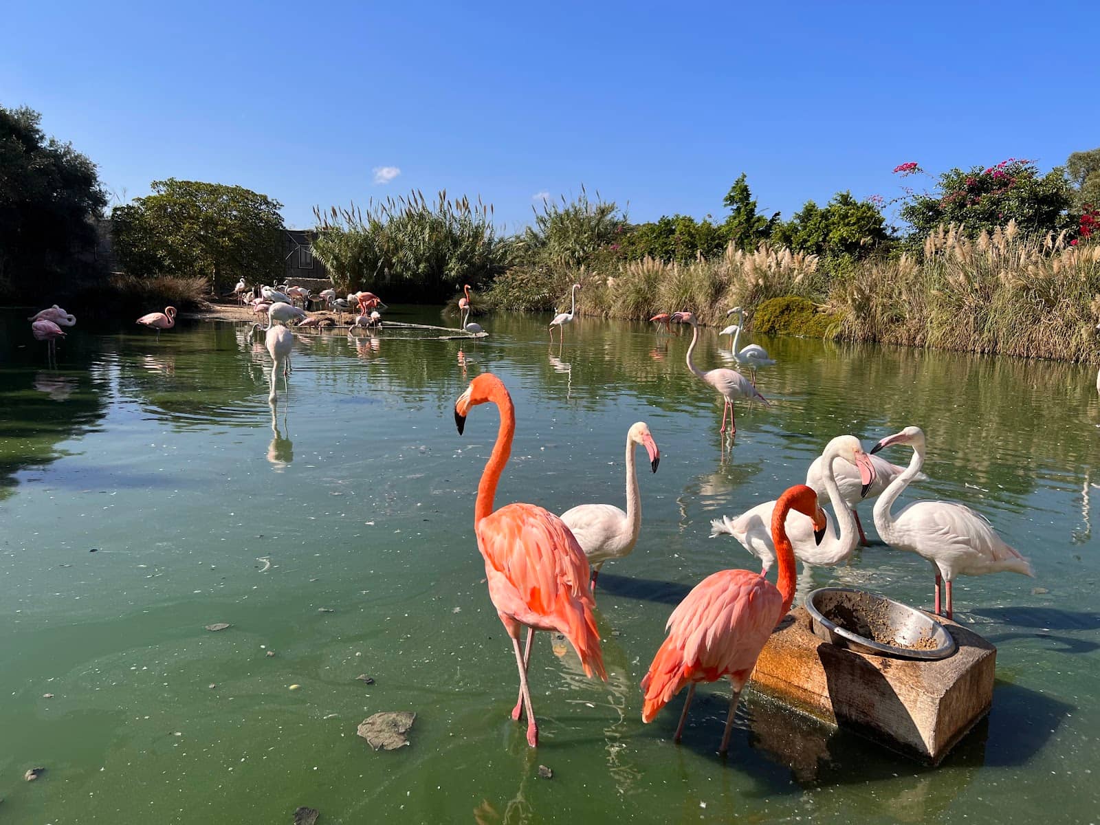 Diverse Bird Species