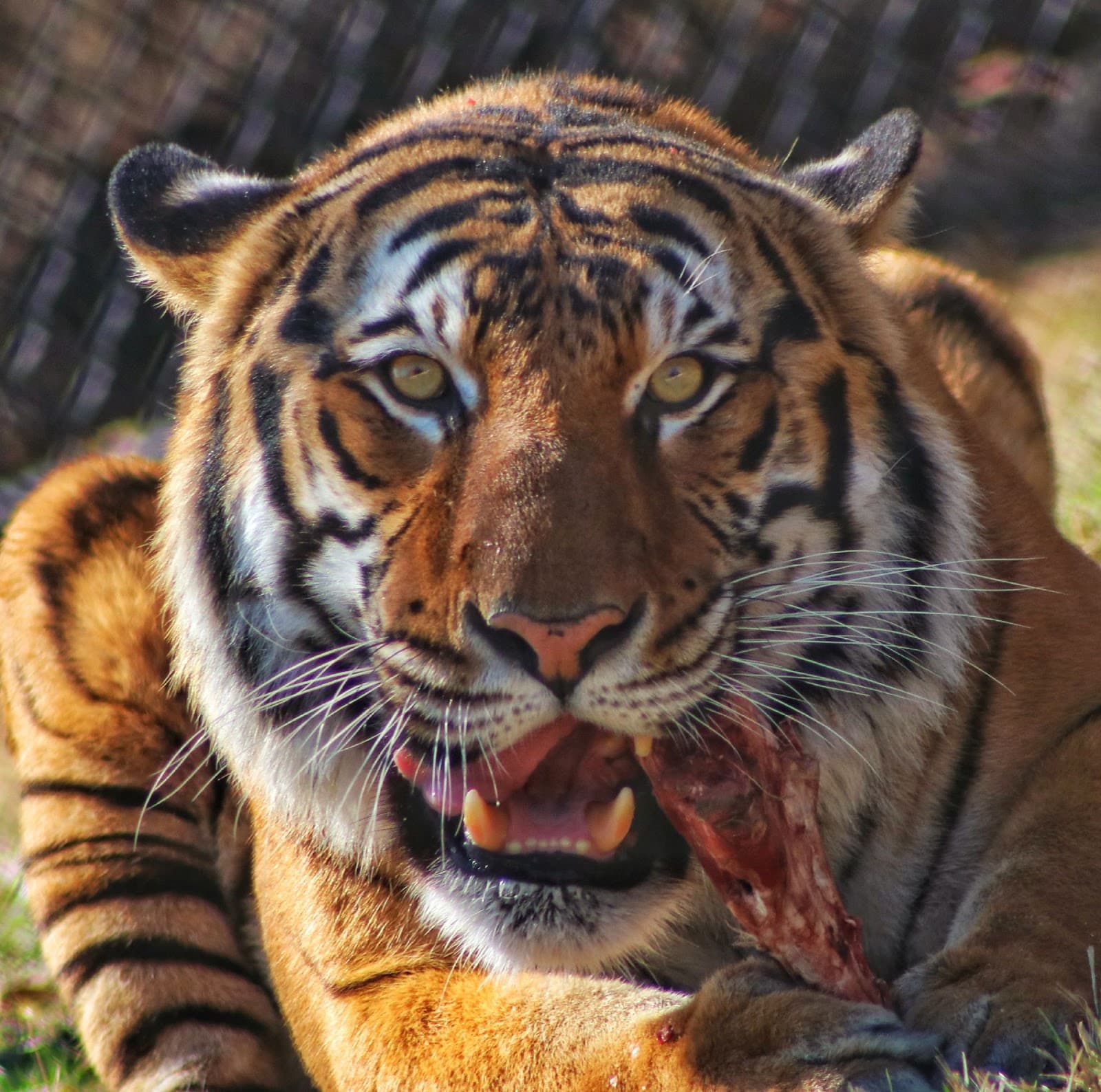 Dickerson Park Zoo - Image 1