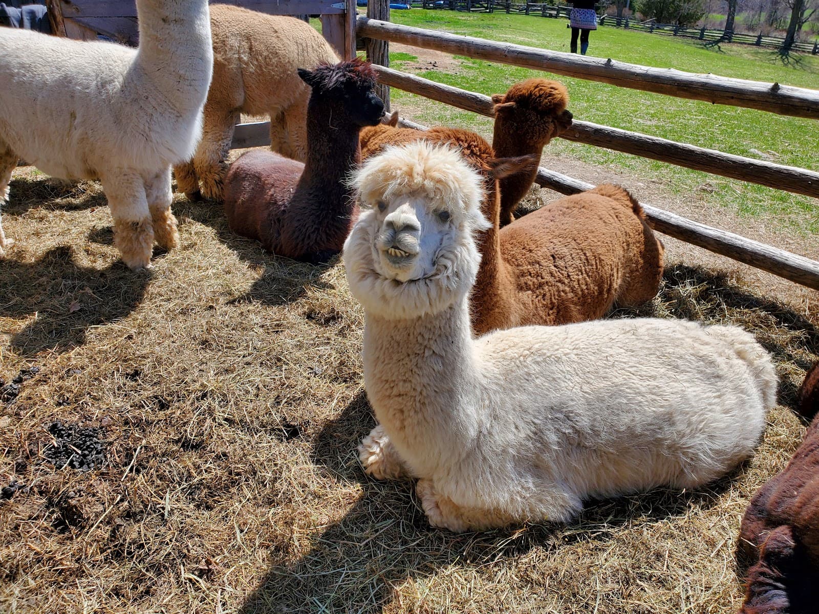Wanderlight Alpacas - Image 1