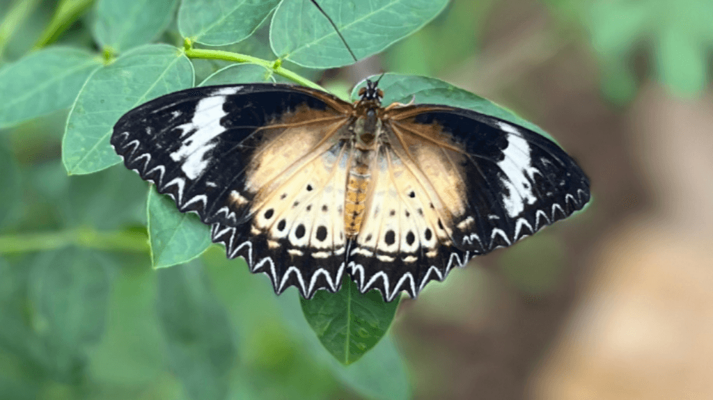 Tropical Butterfly House - Image 1