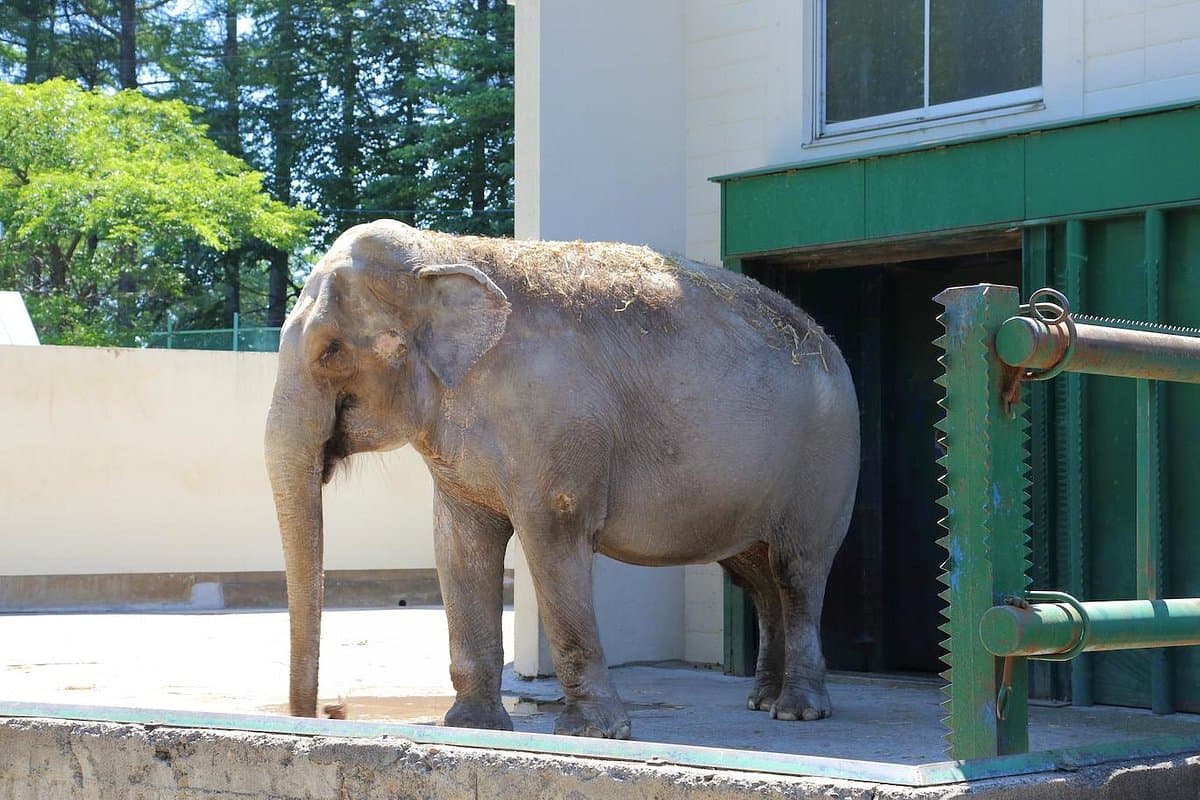 Obihiro Zoo - Image 1