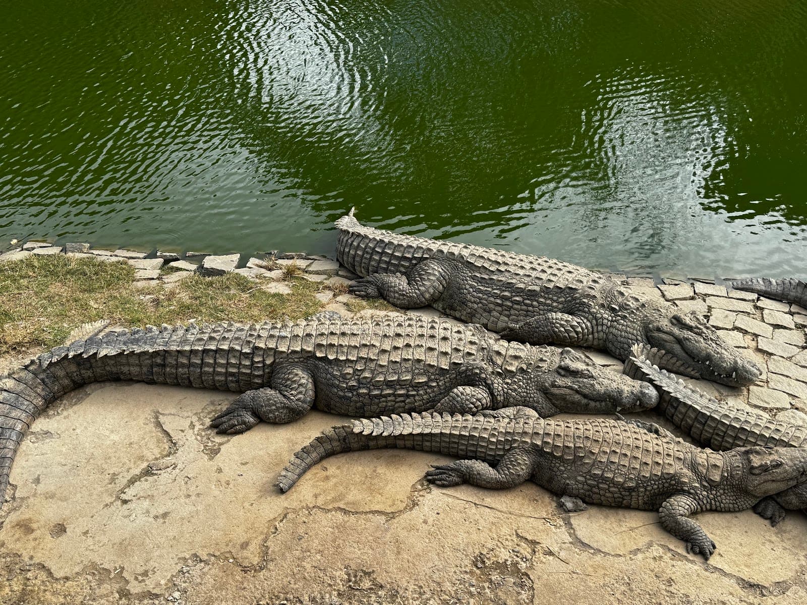 Croc Farm Ivato - Image 1