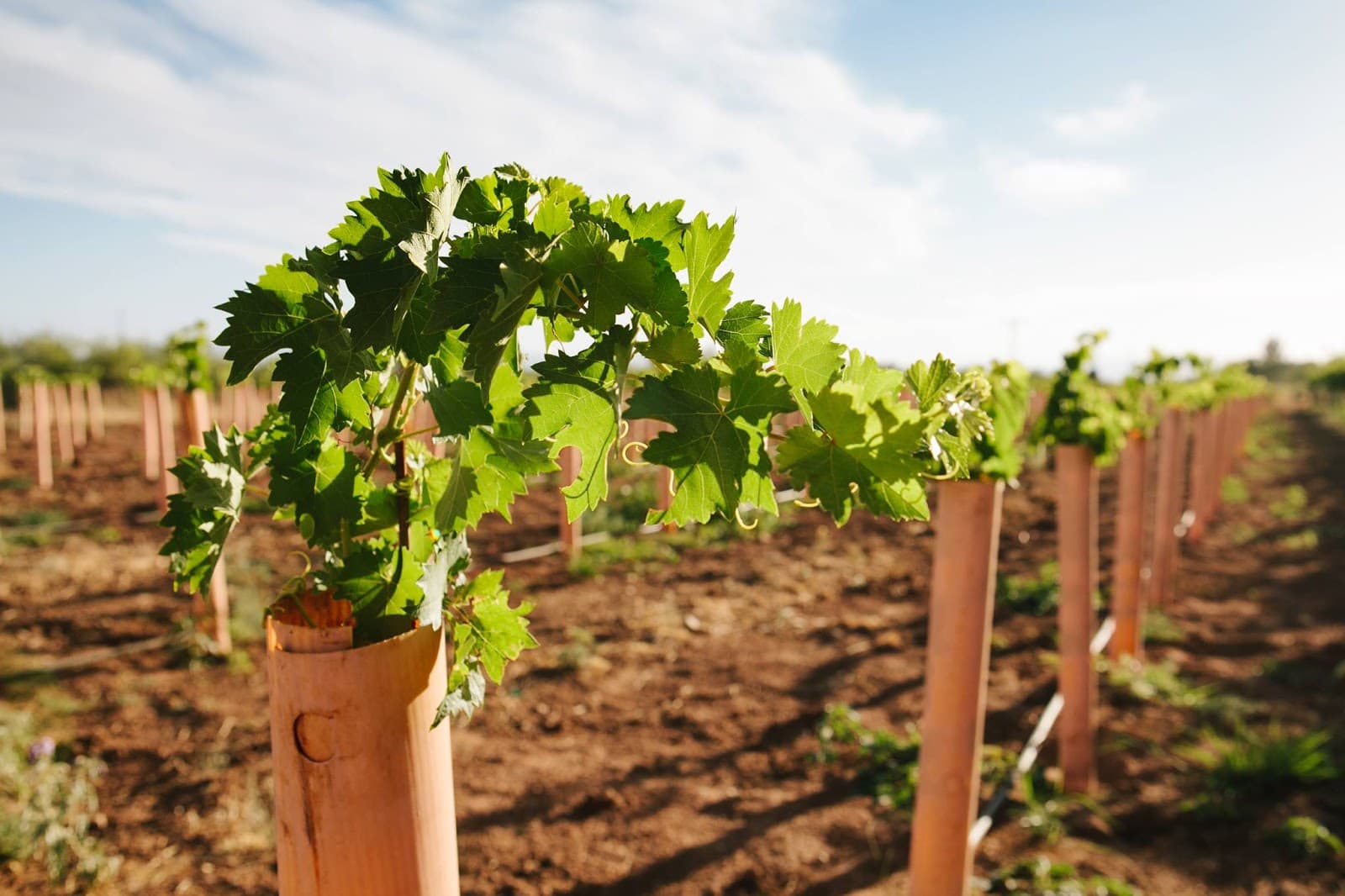 Willcox Wine Country - Image 1