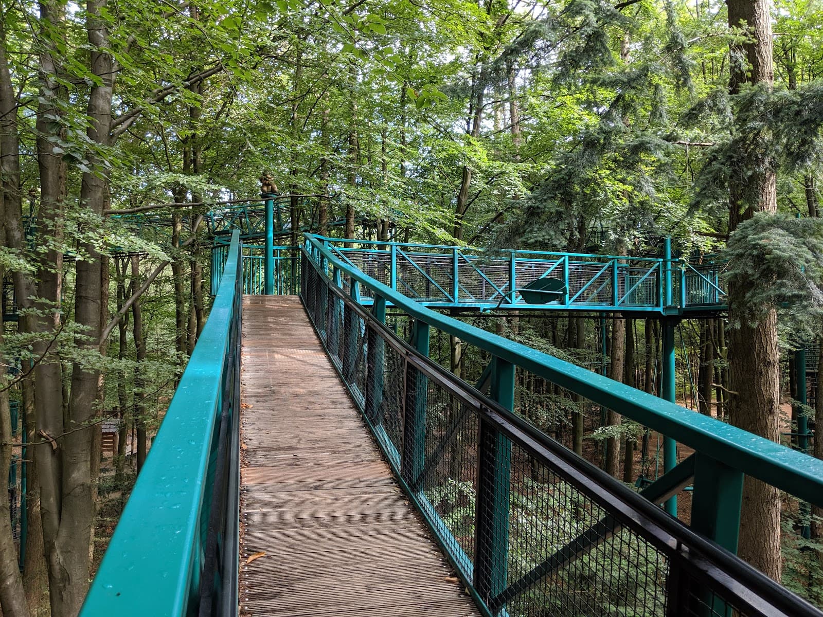 Boomkroonpad (Treetop Walk) - Image 1