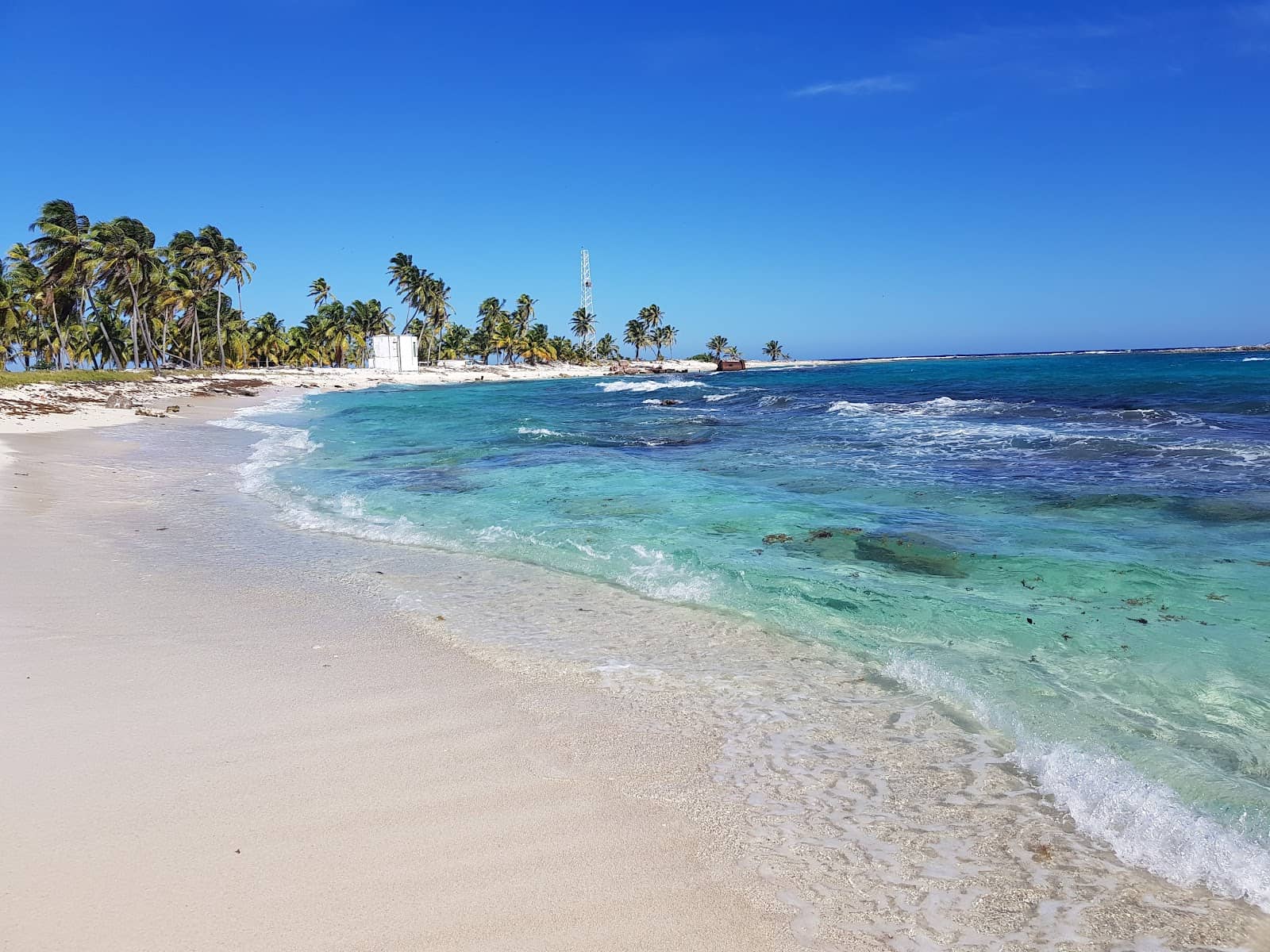 Red-Footed Booby Colony