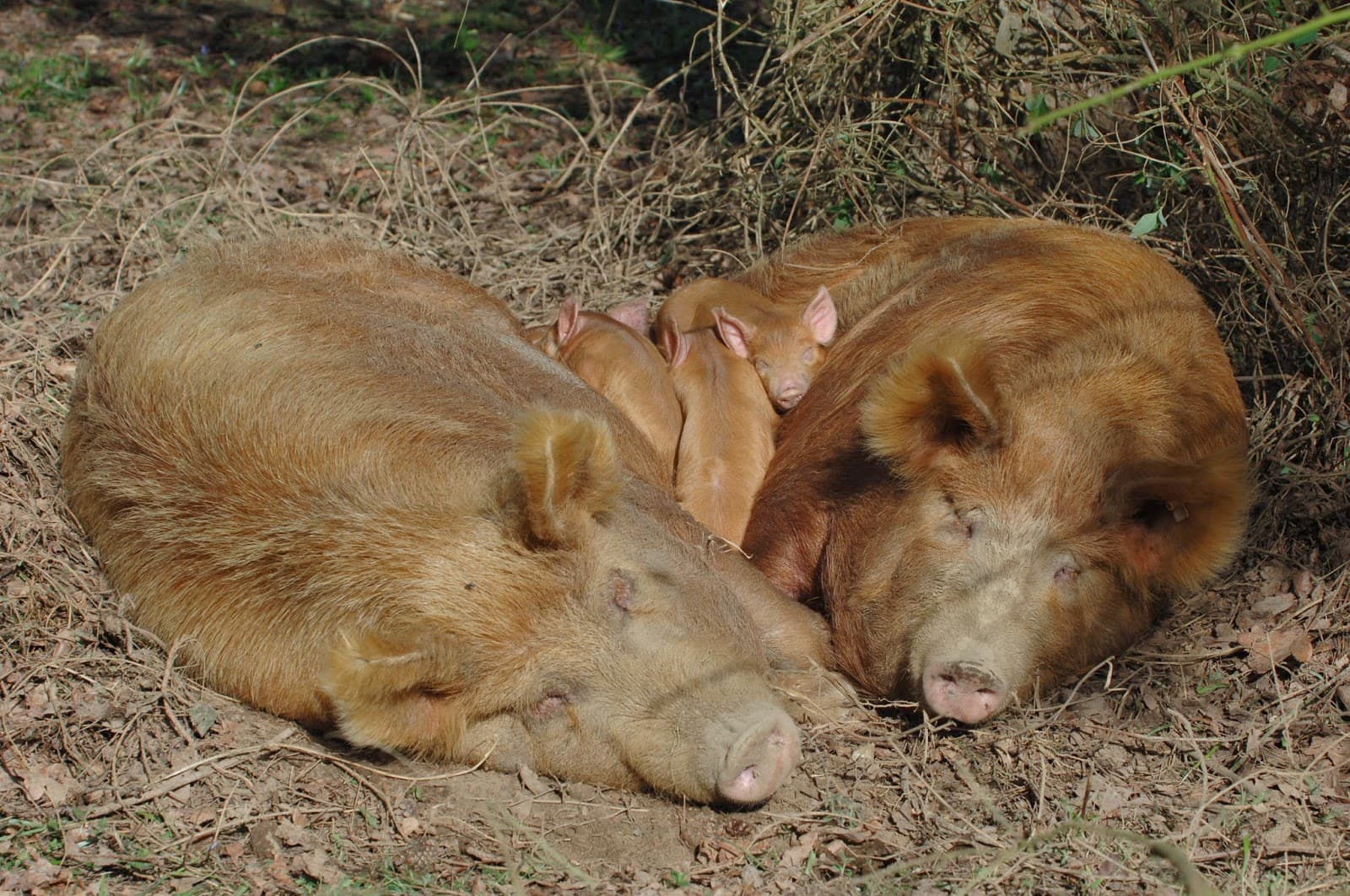 Knepp Wildland Safaris - Image 1