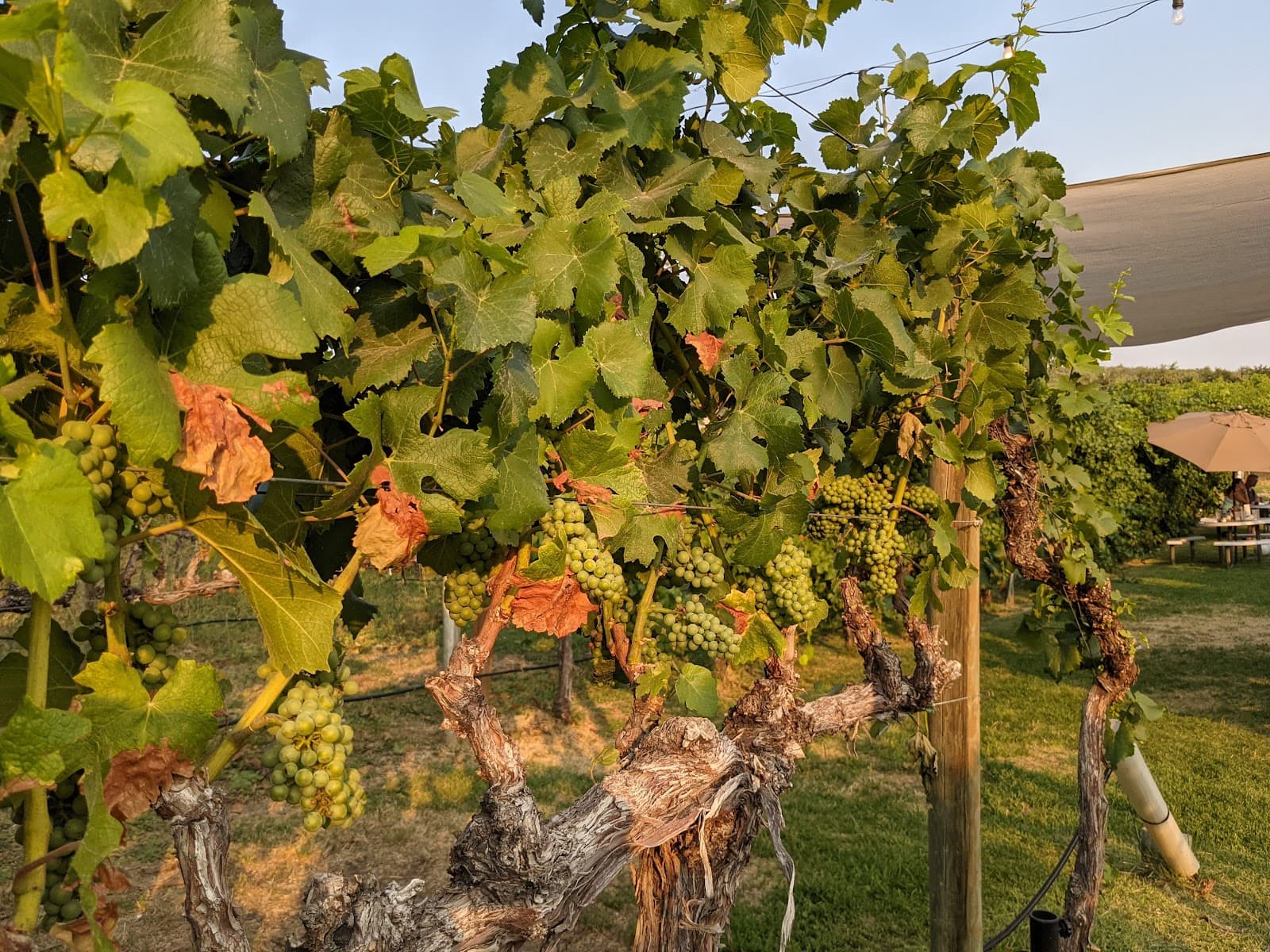 Lake Chelan Winery - Image 1