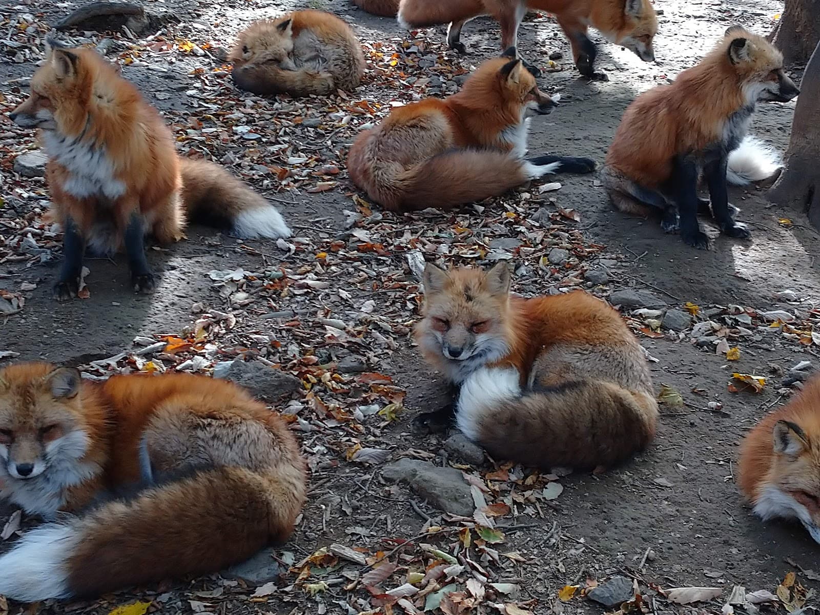Miyagi Zao Fox Village - Image 1