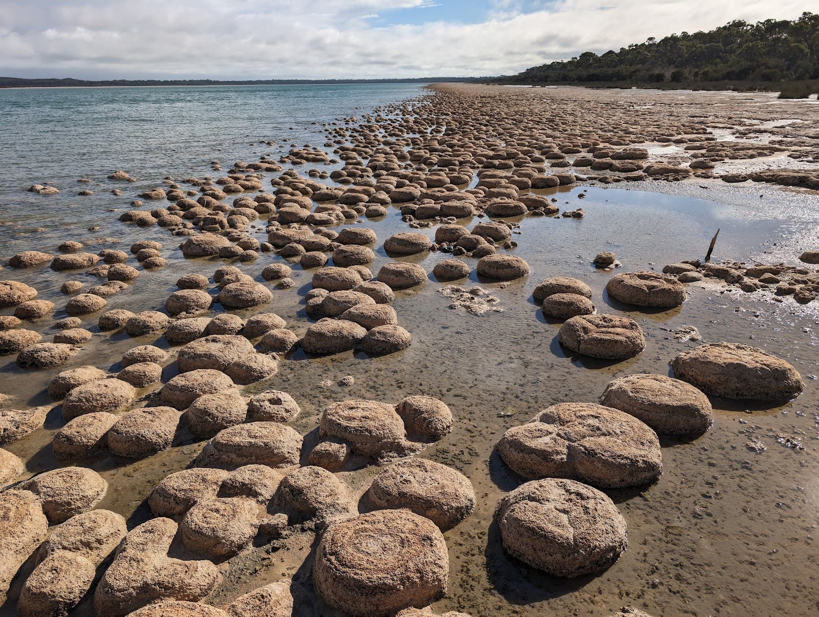 Lake Clifton Thrombolites - Image 1