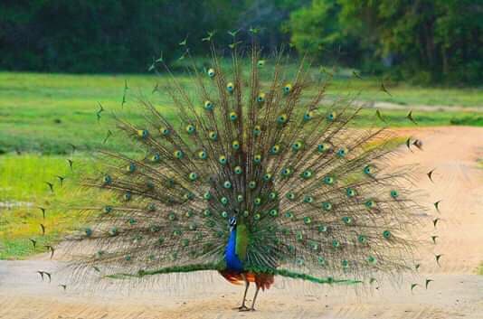 Kumana National Park - Image 1