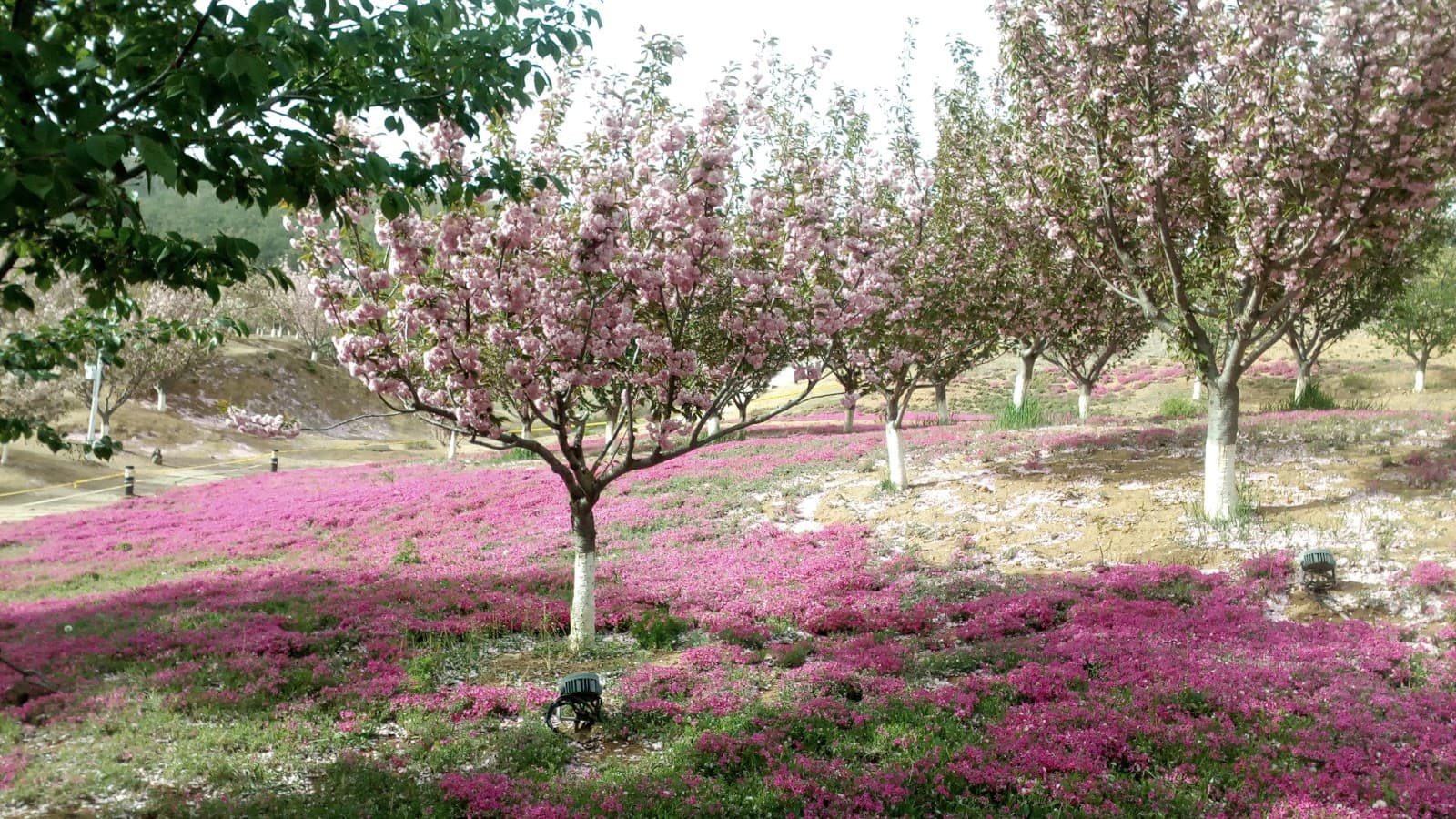 Longwangtang Cherry Blossom Park - Image 1
