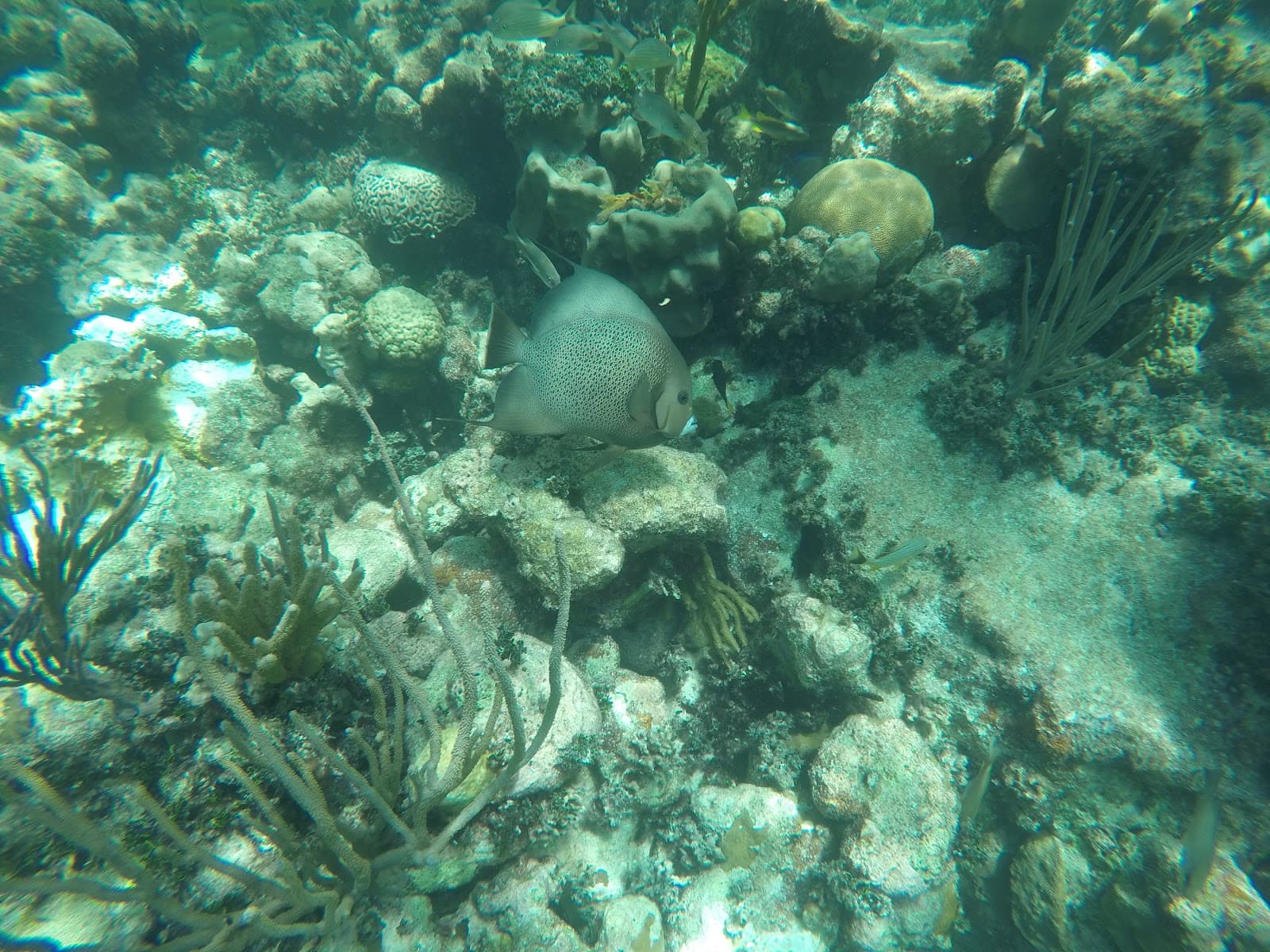 Pickles Reef - Image 1