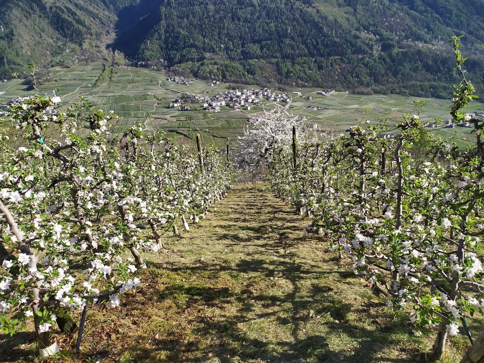 Tirano, Italy - Image 1
