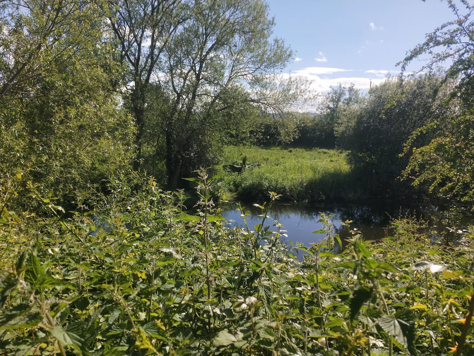 Rhuddlan Local Nature Reserve - Image 1