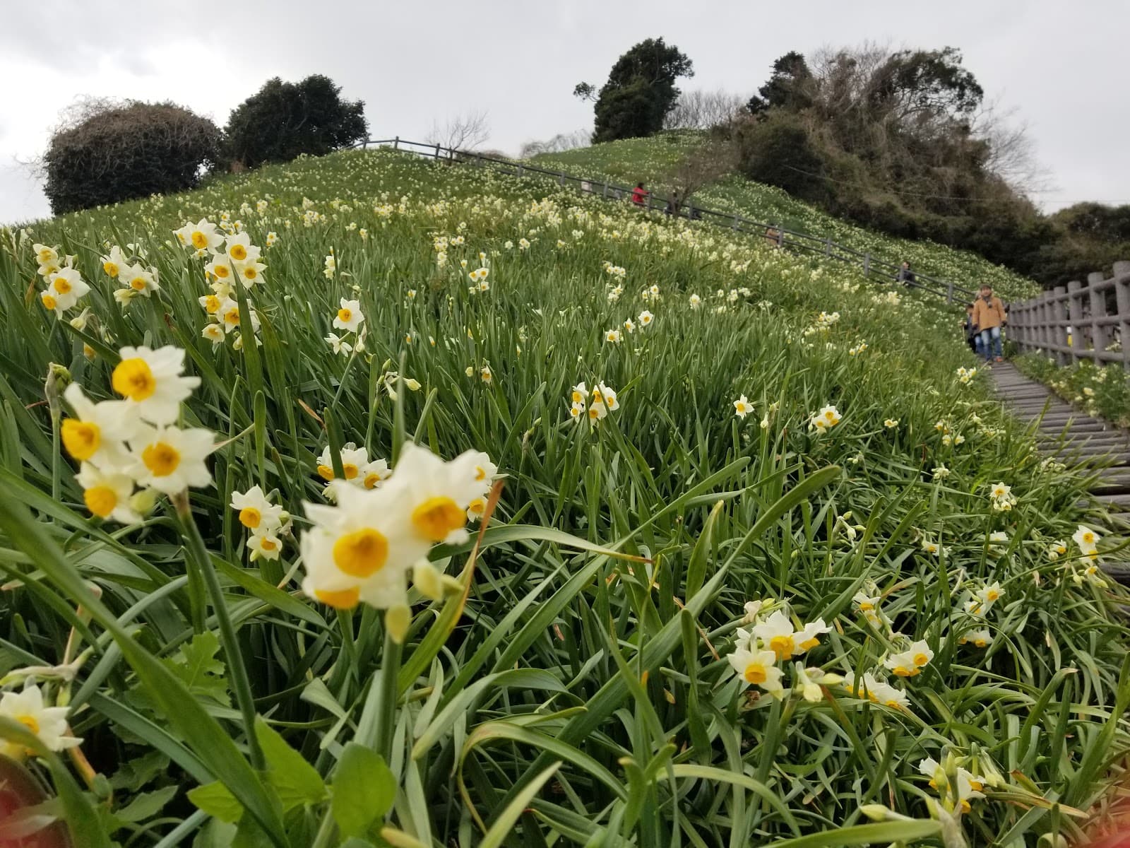 Nadakuroiwa Narcissus Field - Image 1