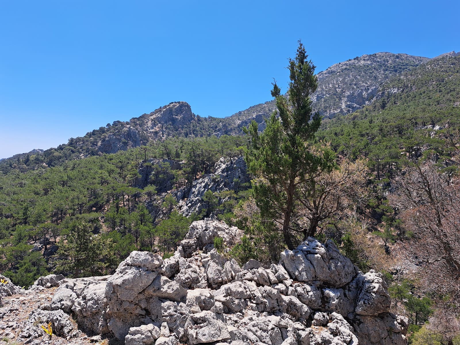 Selakano Forest - Image 1