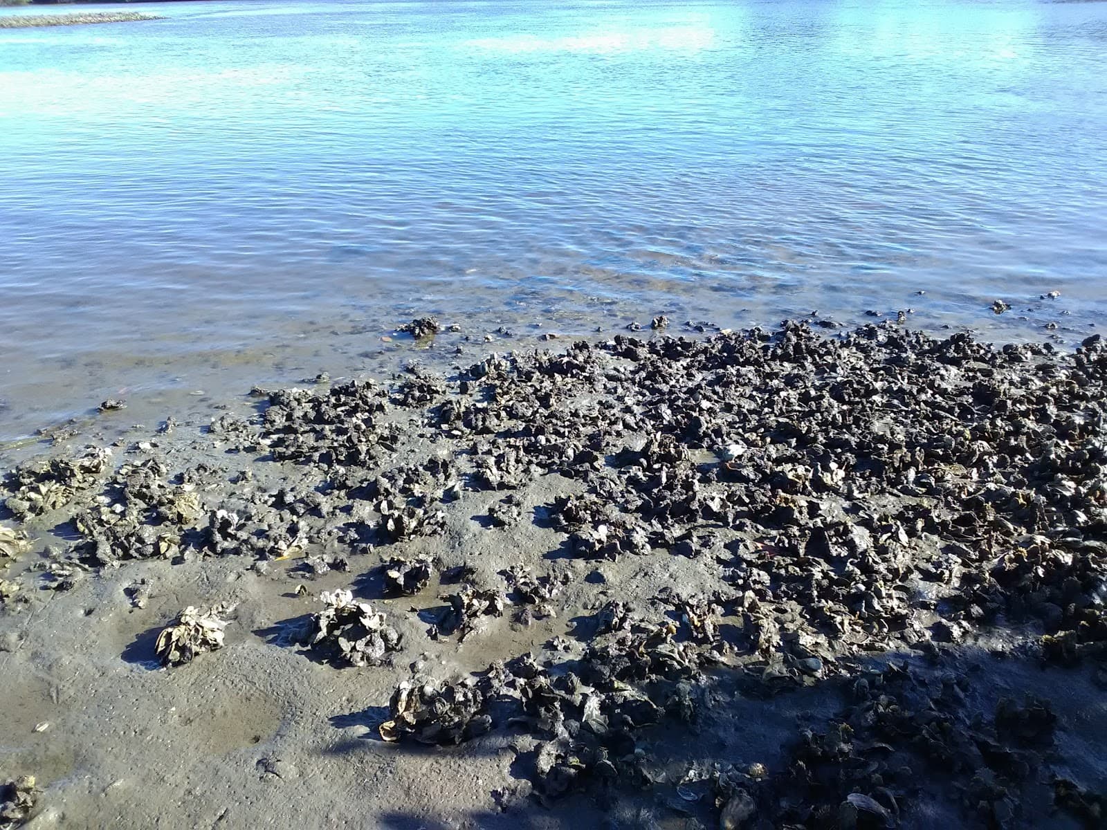 Turnbull Bay - Image 1