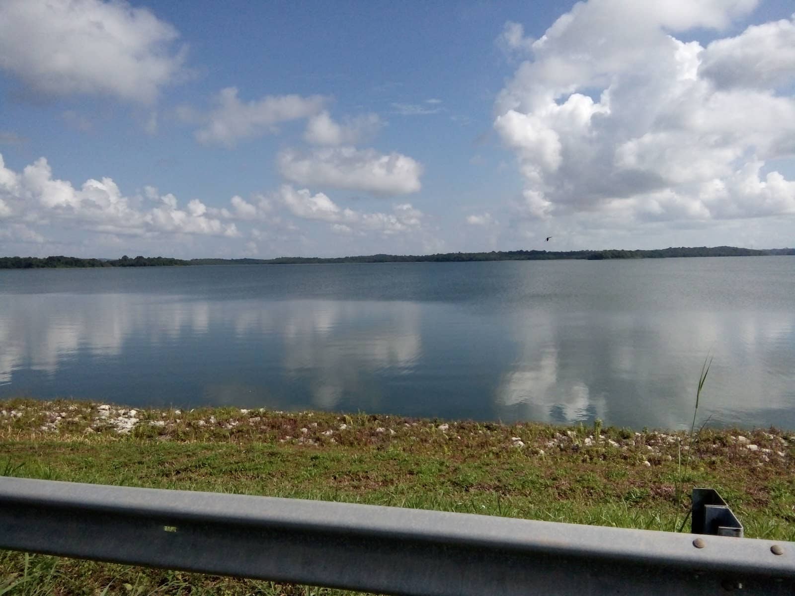 Unexpected Wildlife Sightings