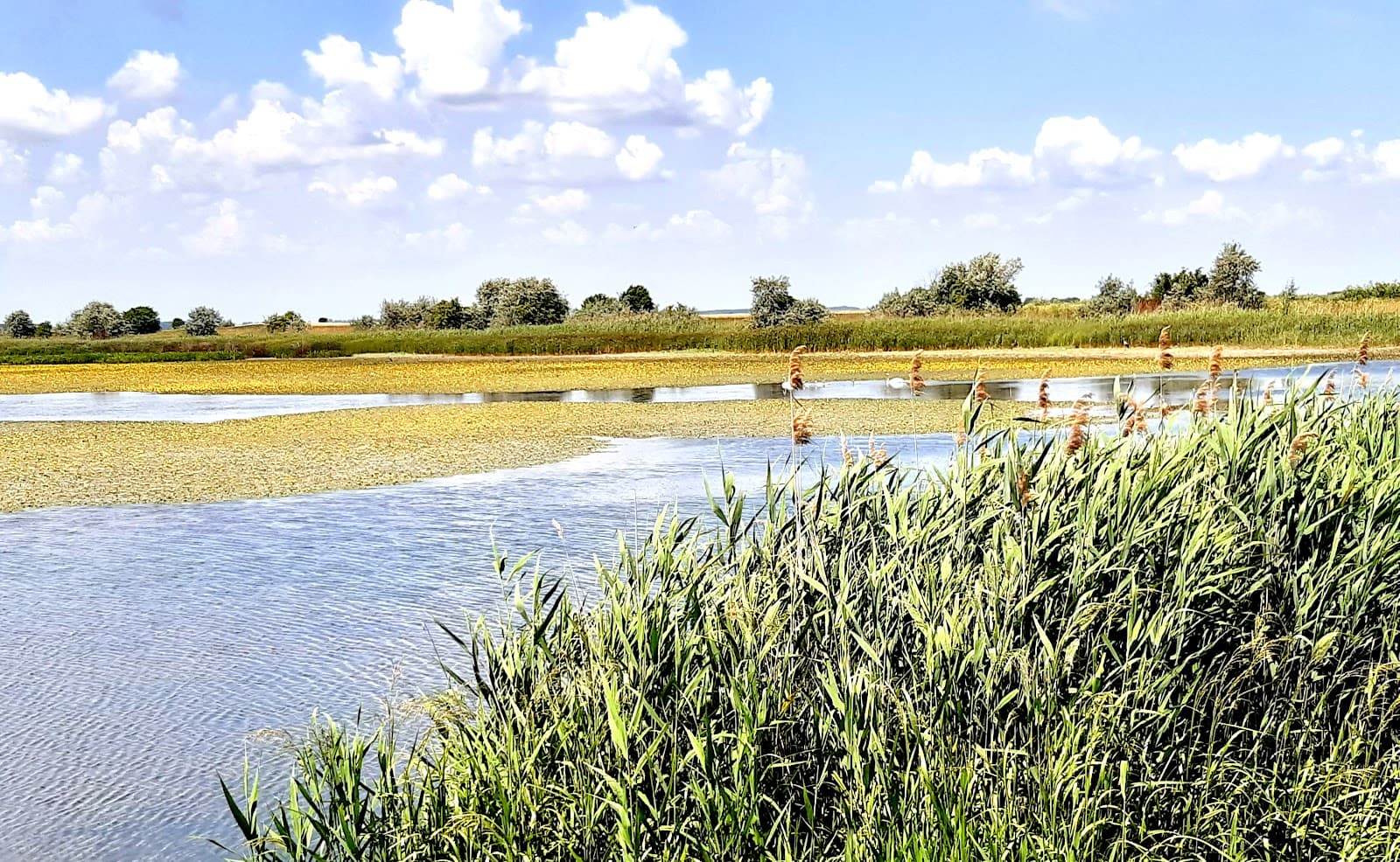 Carska Bara Special Nature Reserve - Image 1