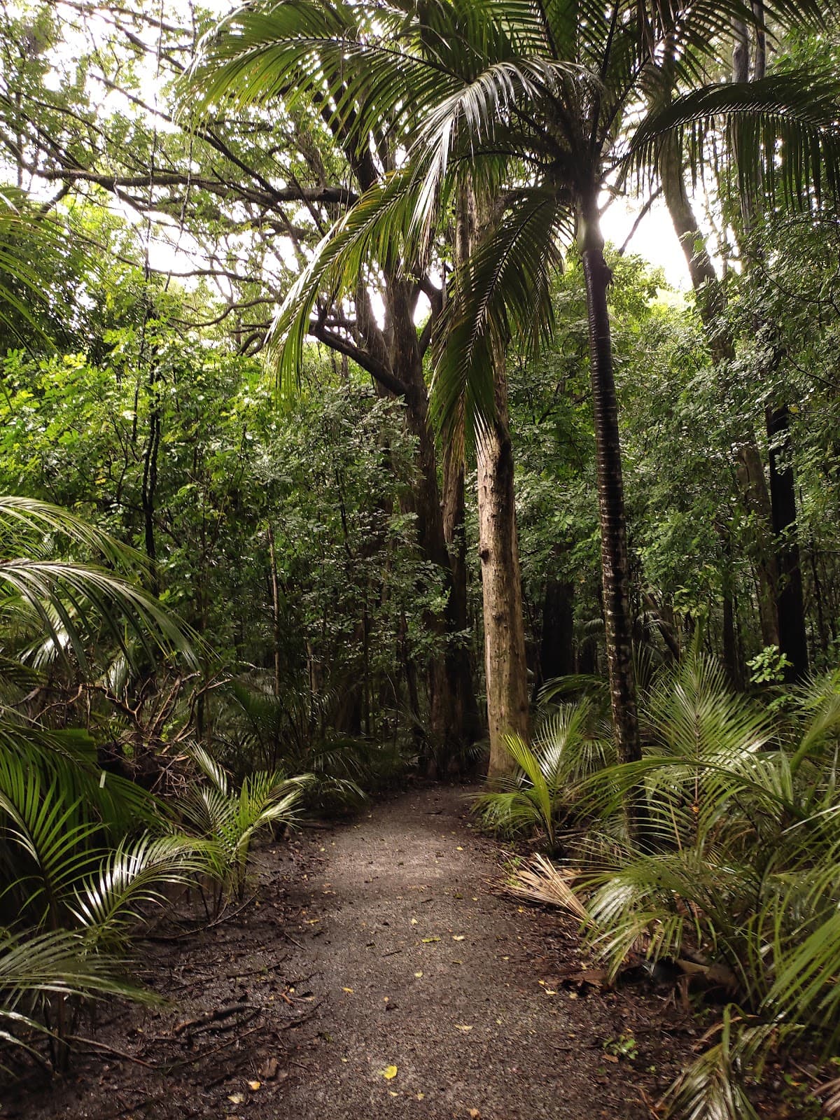 Gray's Bush Scenic Reserve - Image 1