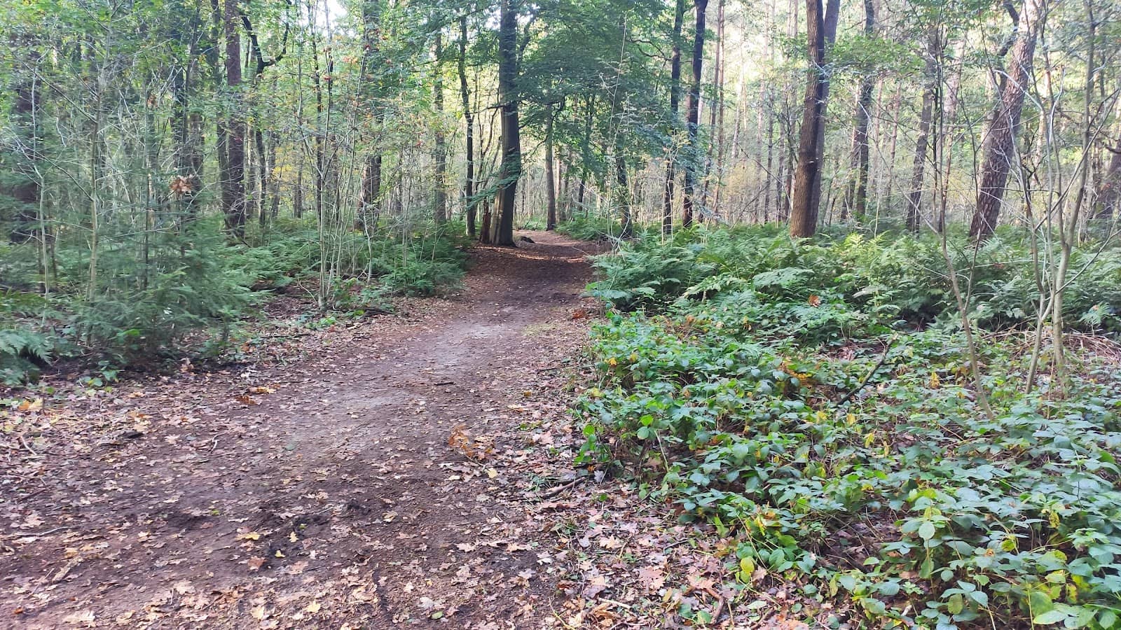 Varied Forest Trails