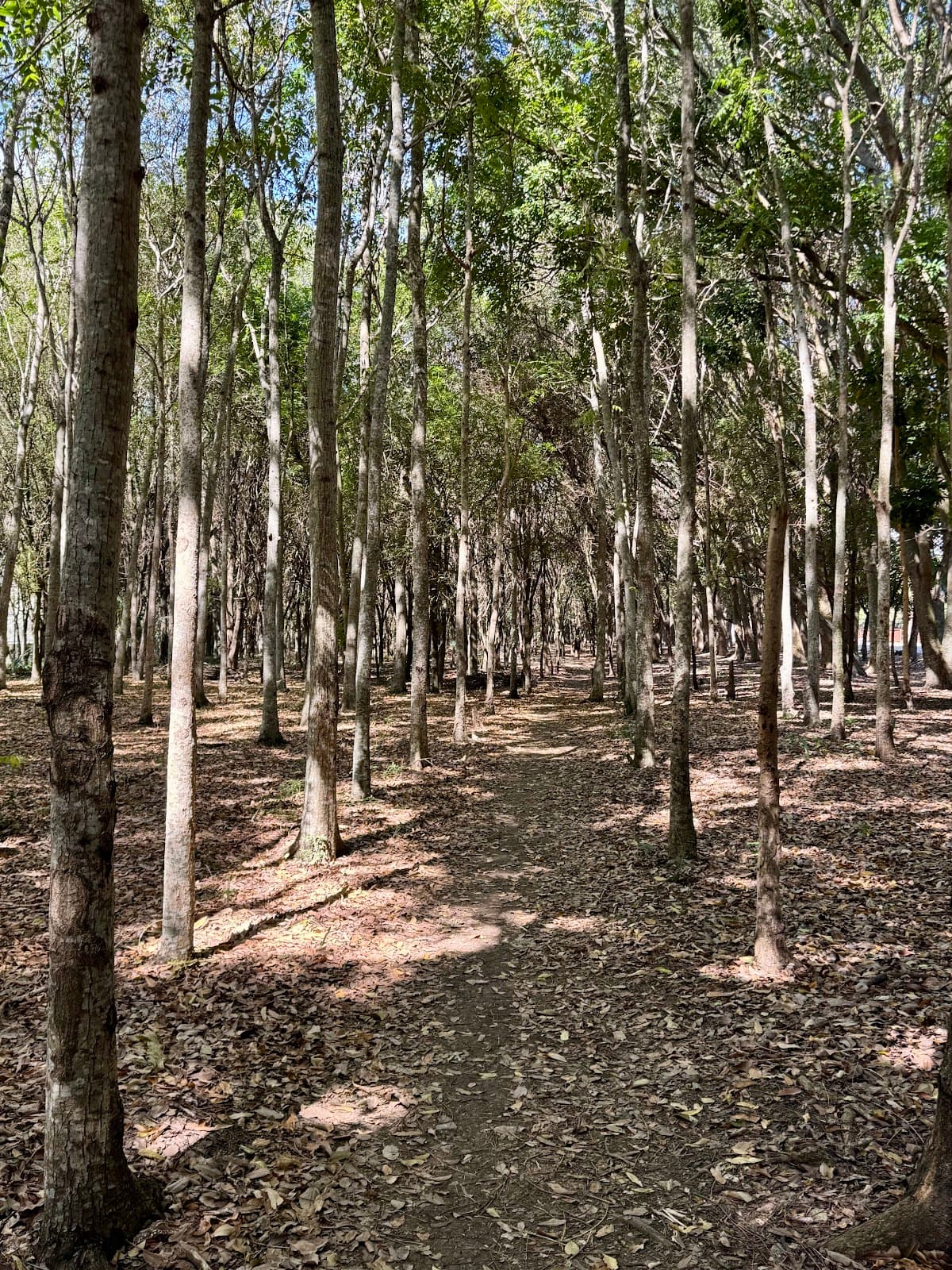 Parque Central de Santiago - Image 1