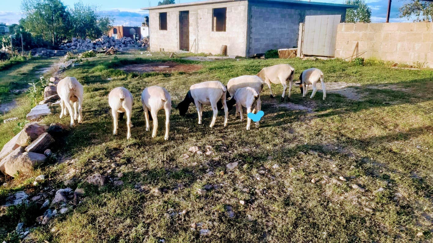 El Rancho El Limón El Limón - Image 1