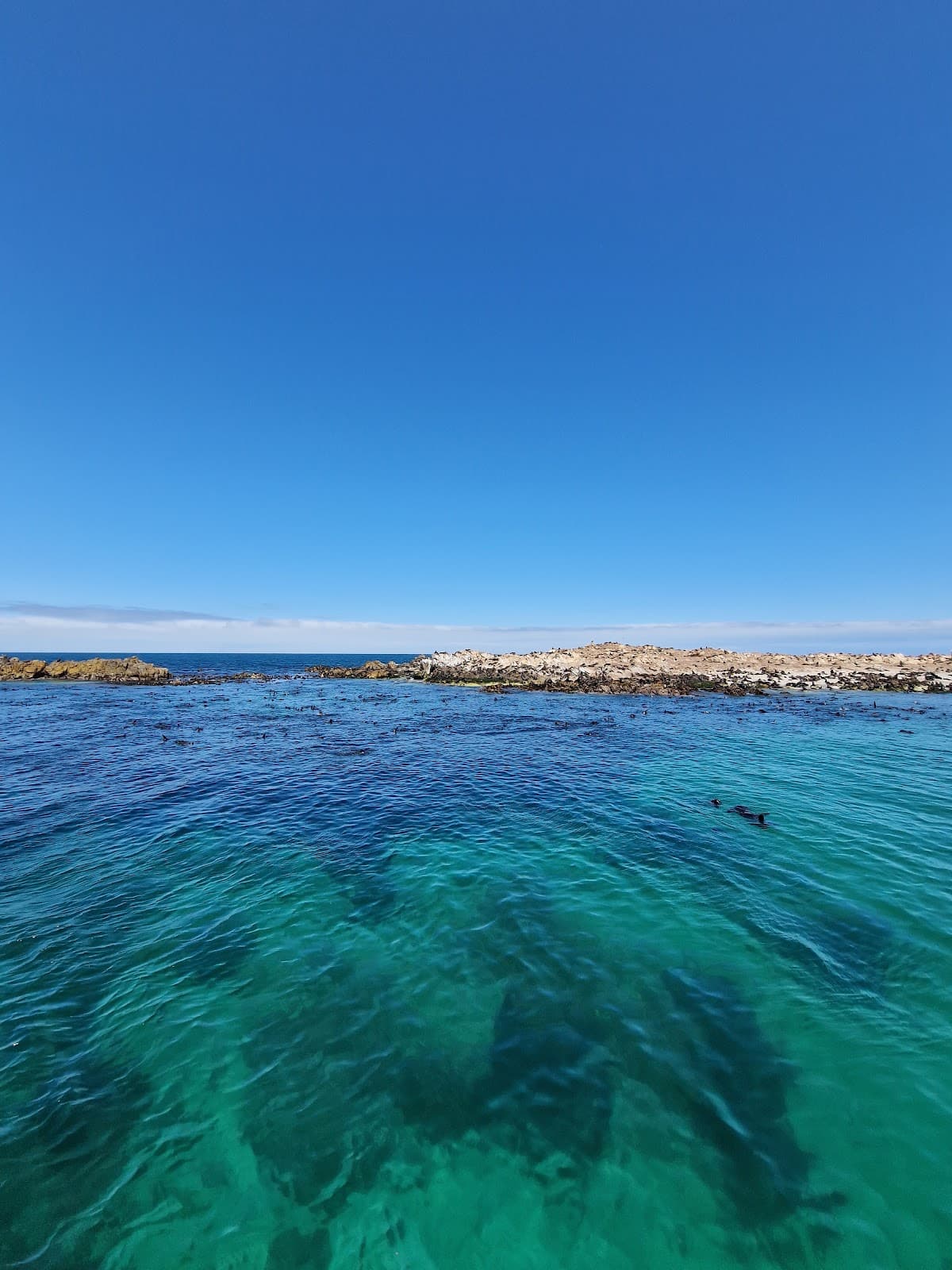 Geyser Rock Seal Colony Gansbaai - Image 1