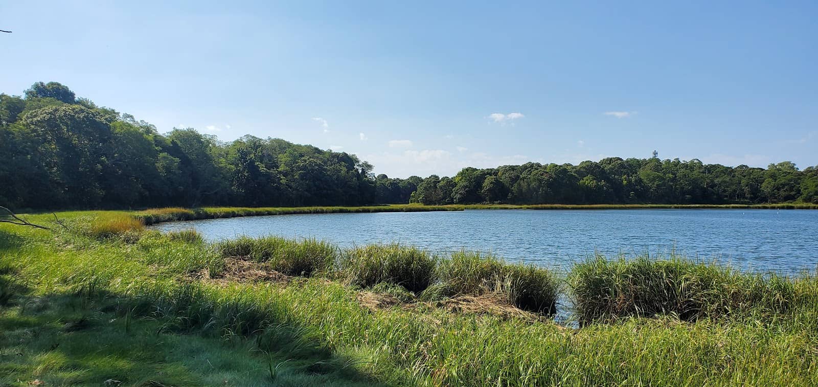 Forest & Field Transition