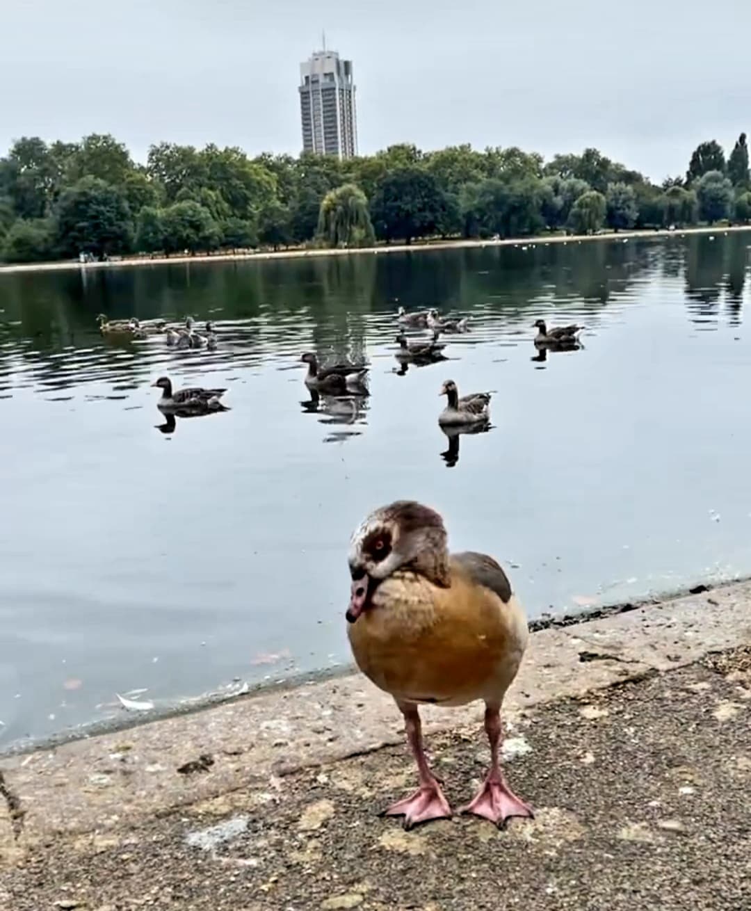 Hyde Park Hamlet - Image 1