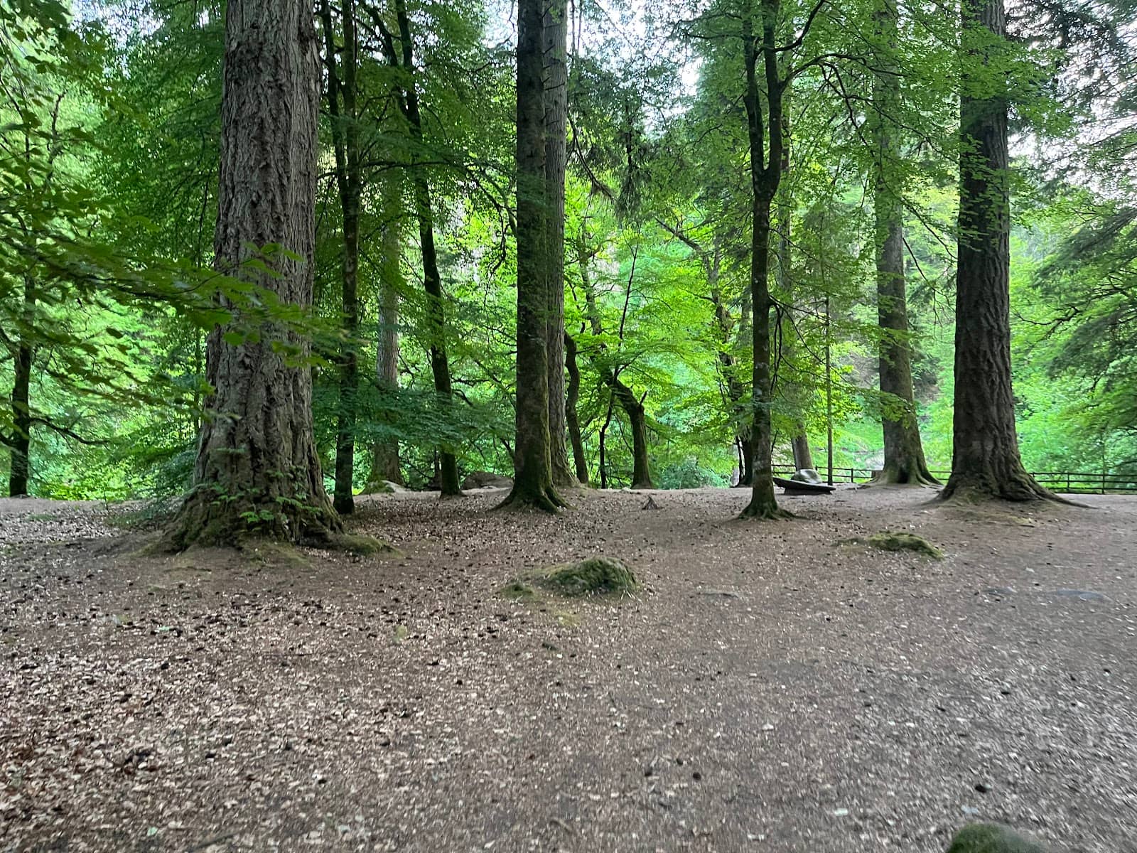 Ancient Caledonian Forest Feel