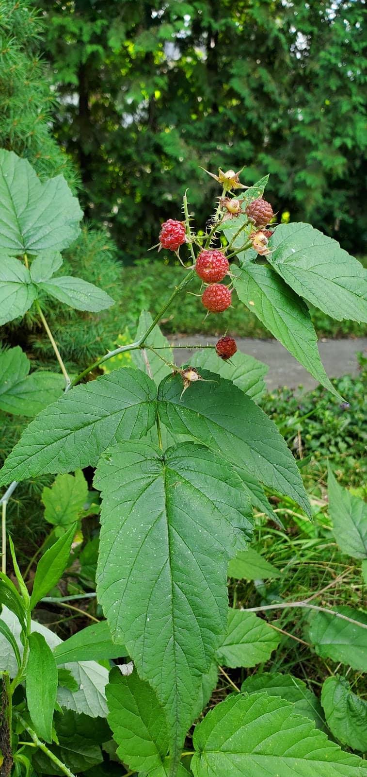 Inglewood's Arts Scene