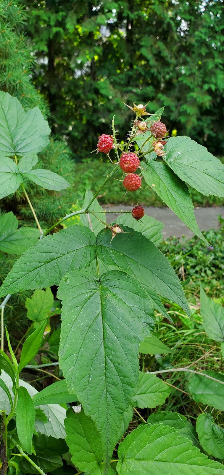 Inglewood (village) - Image 1