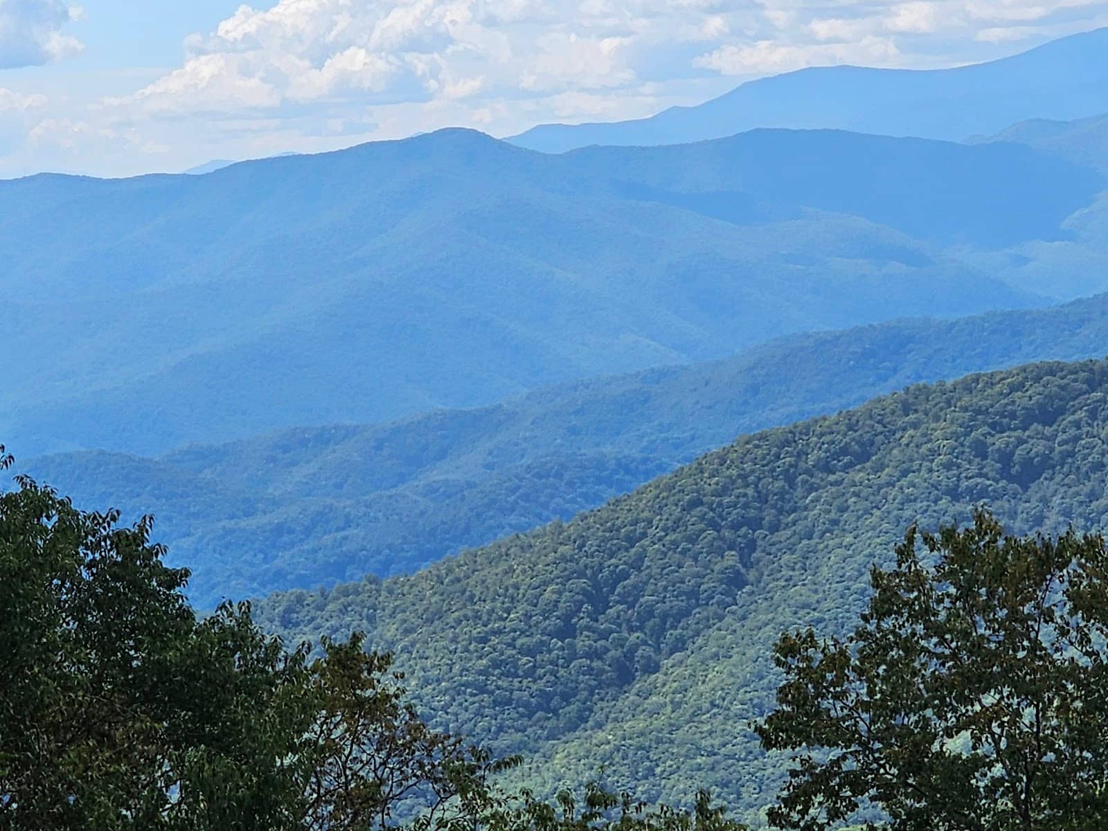 Unique Flora and Fauna