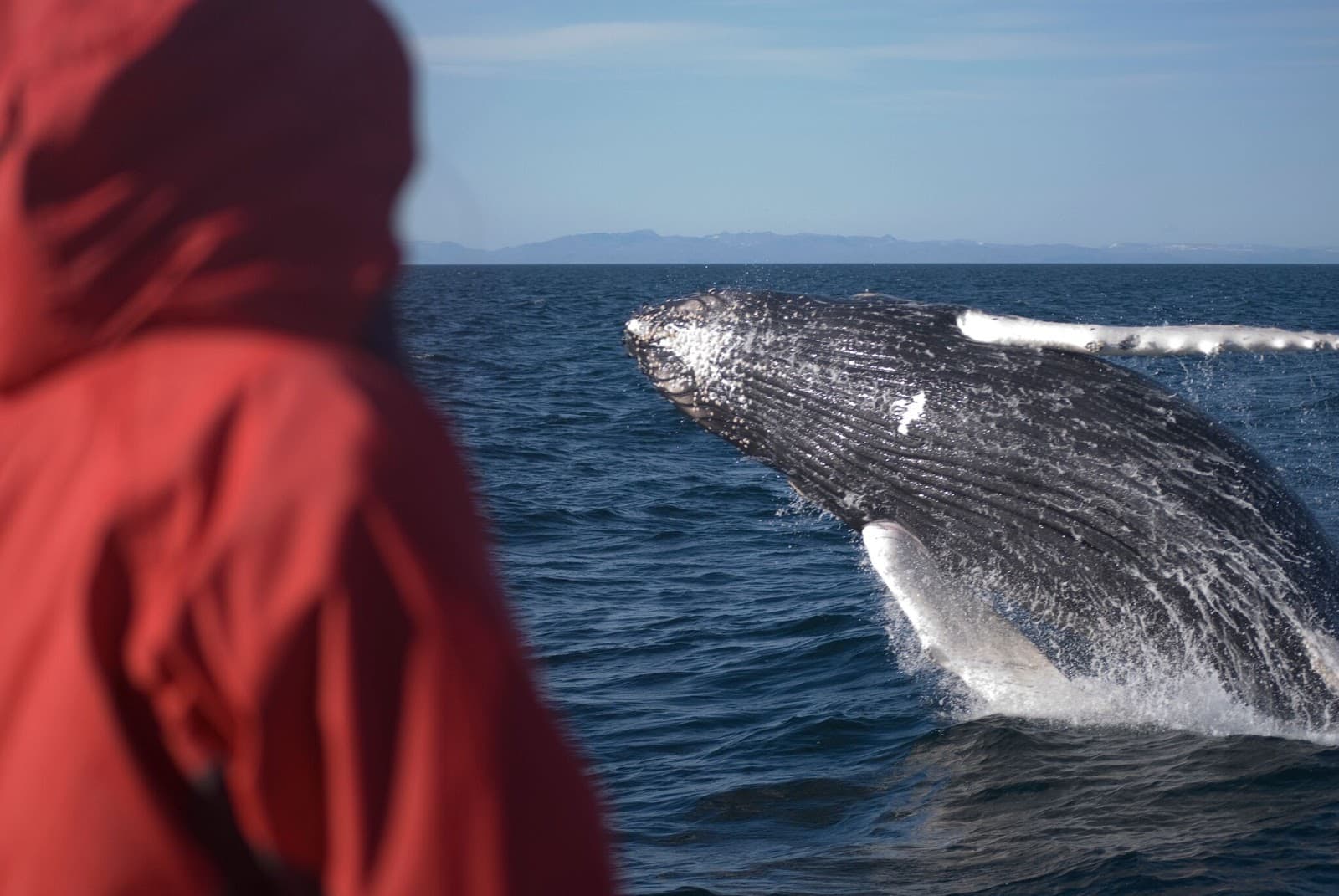 Whale Watching Tour Reykjavik - Image 1