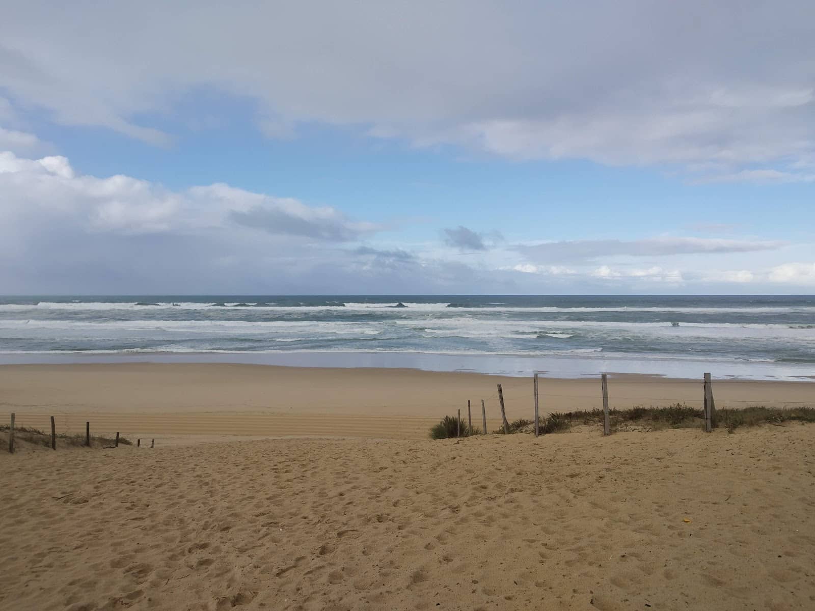 Dog-Friendly Freedom