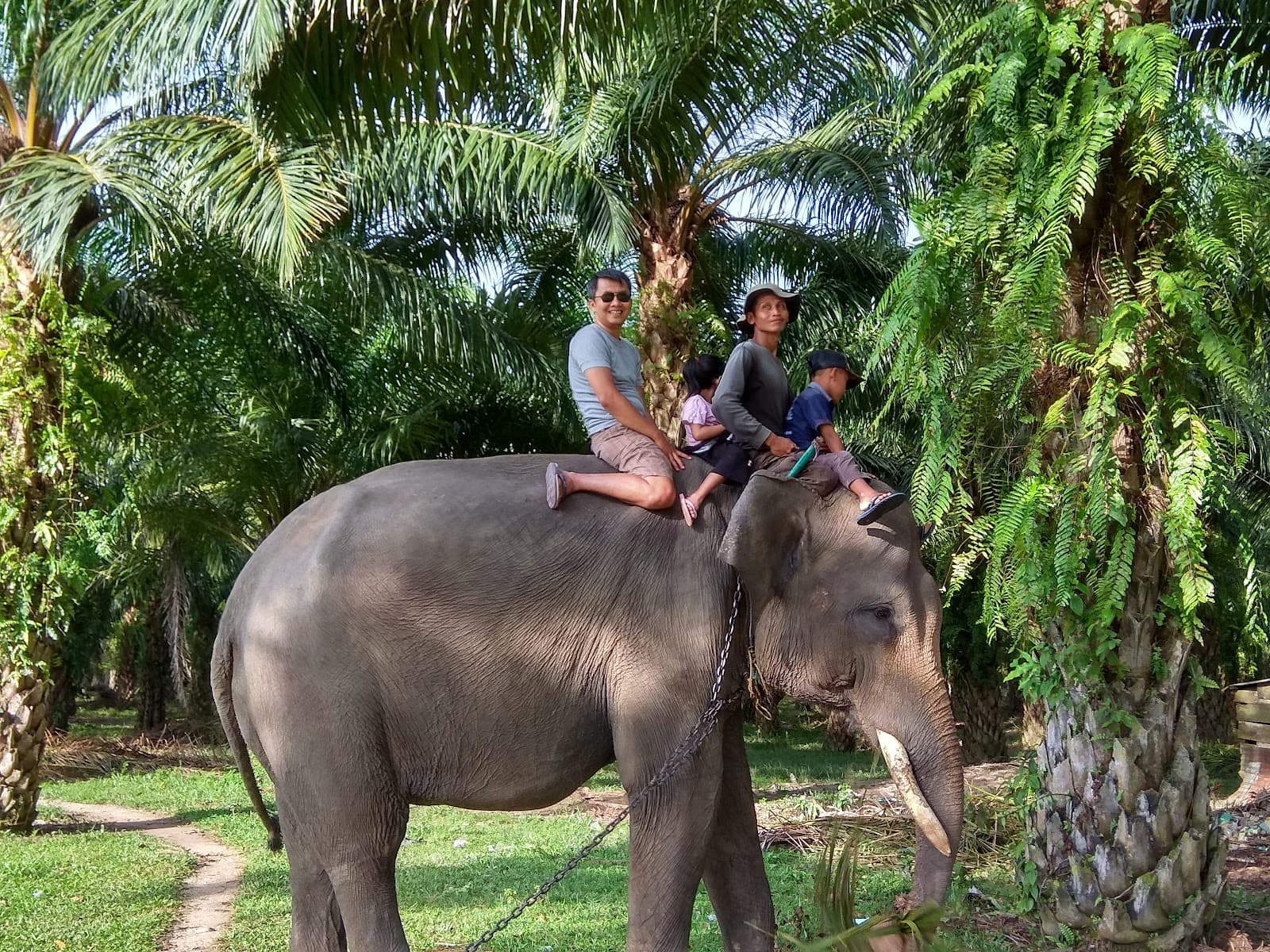 Seblat Elephant Conservation Center - Image 1