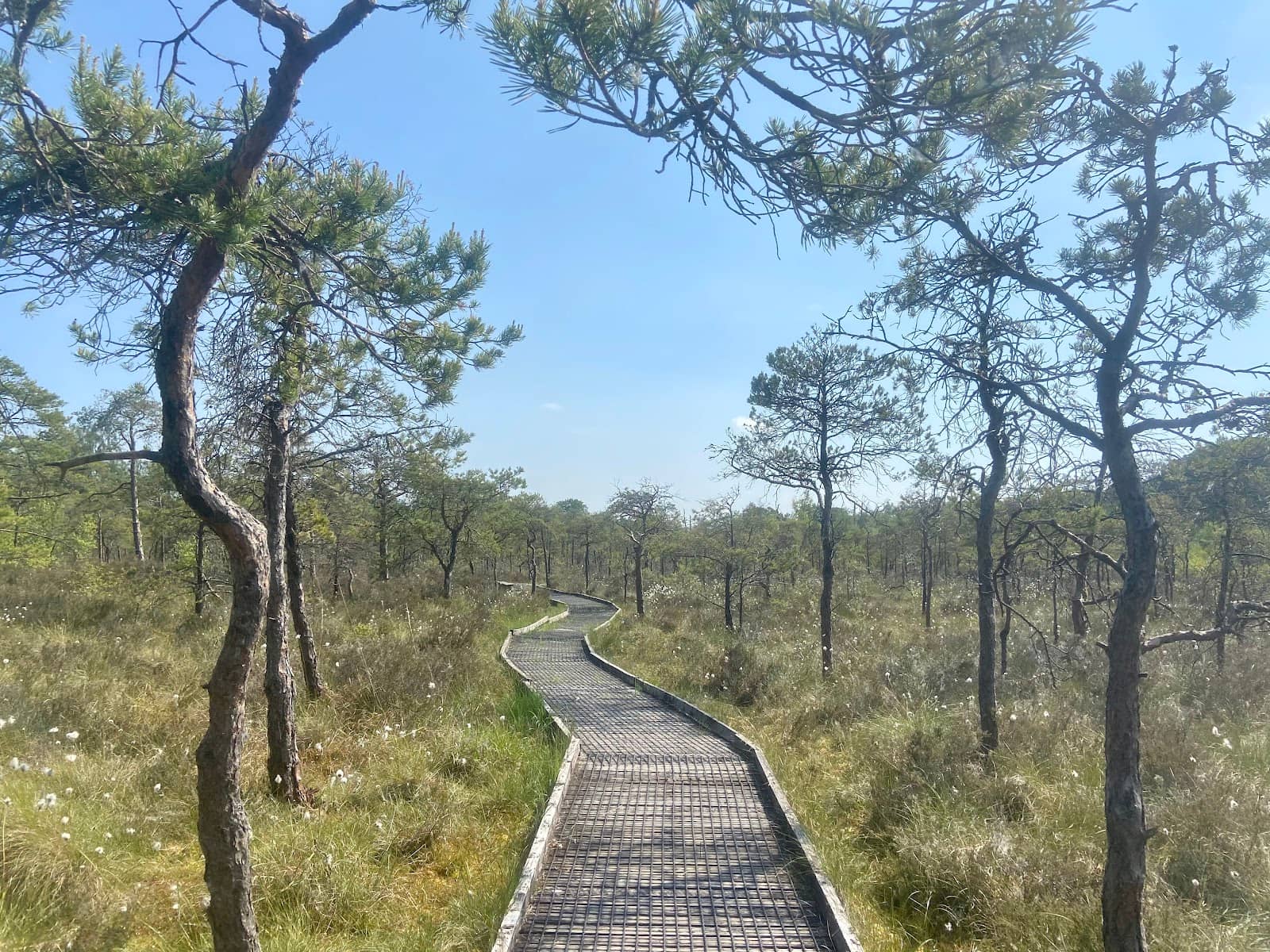 Peaceful Boardwalk Trail