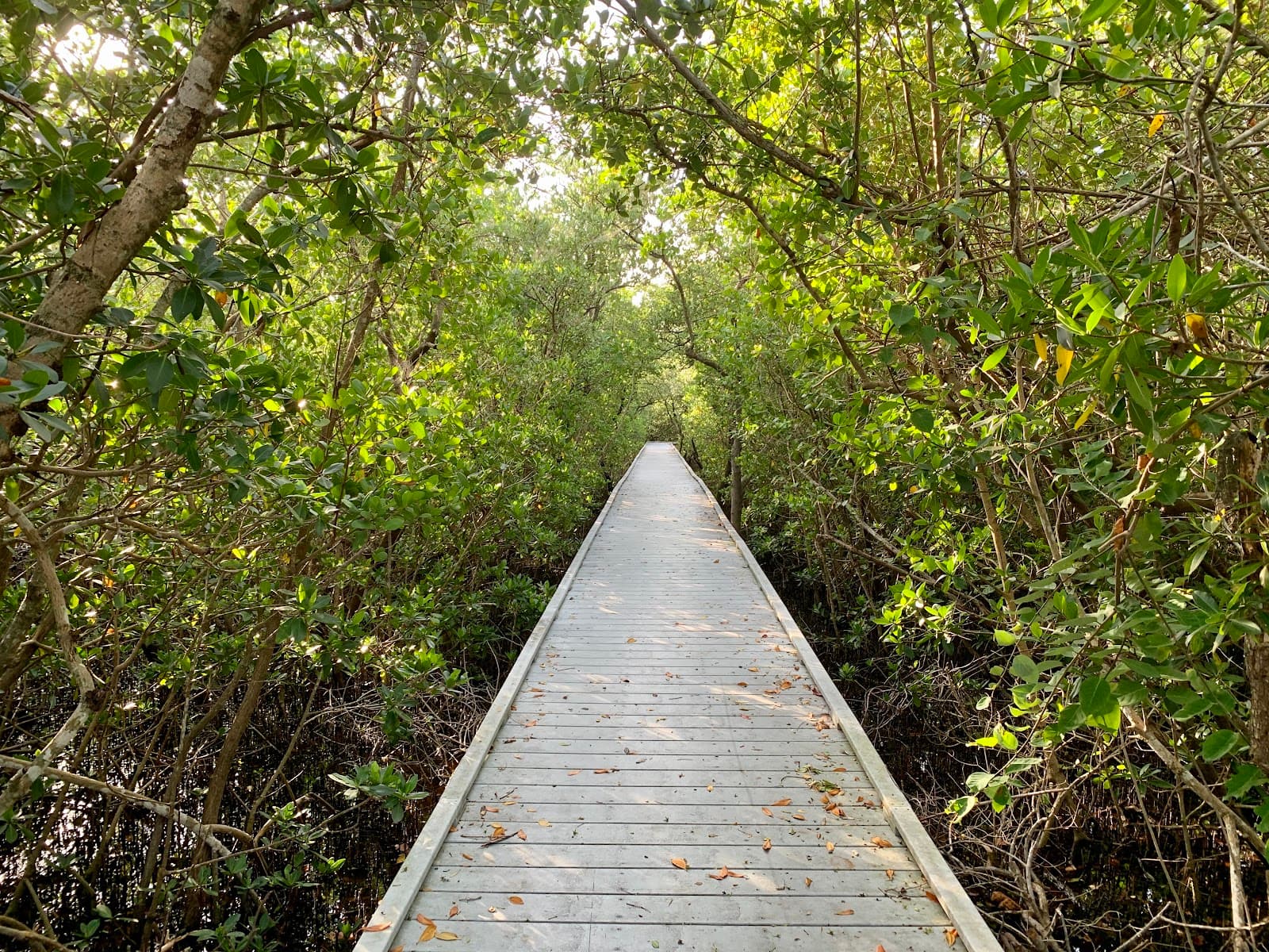Glover Bight Boardwalk - Image 1
