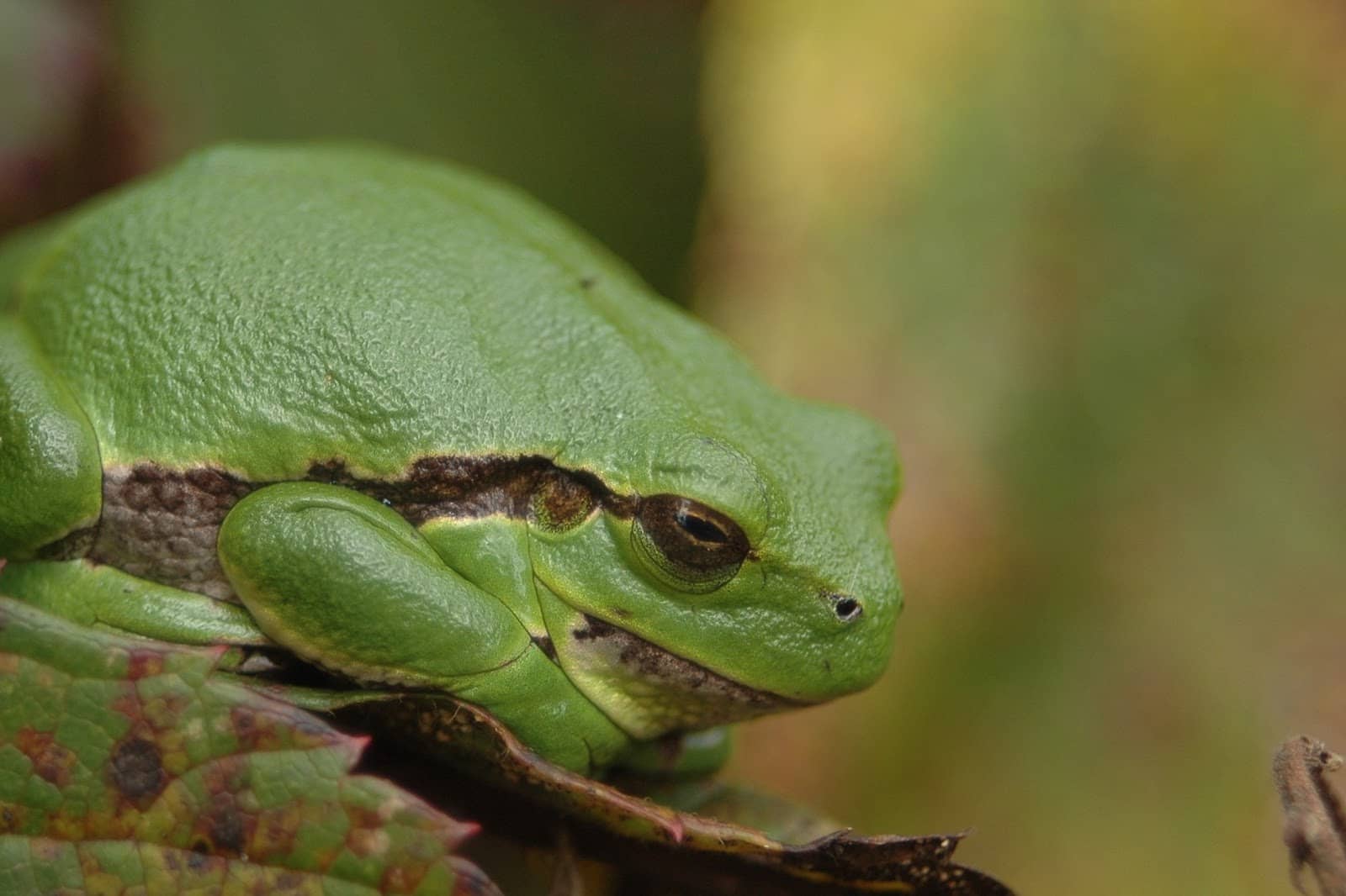 Autumn Mushroom Discoveries