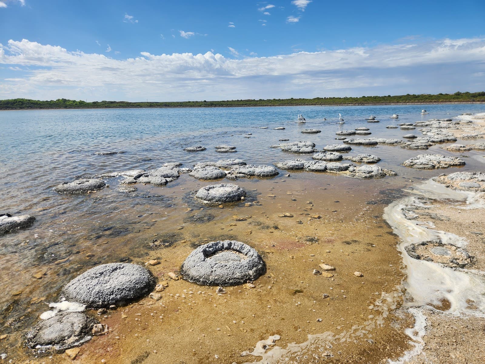 Lake Thetis Thrombolites - Image 1