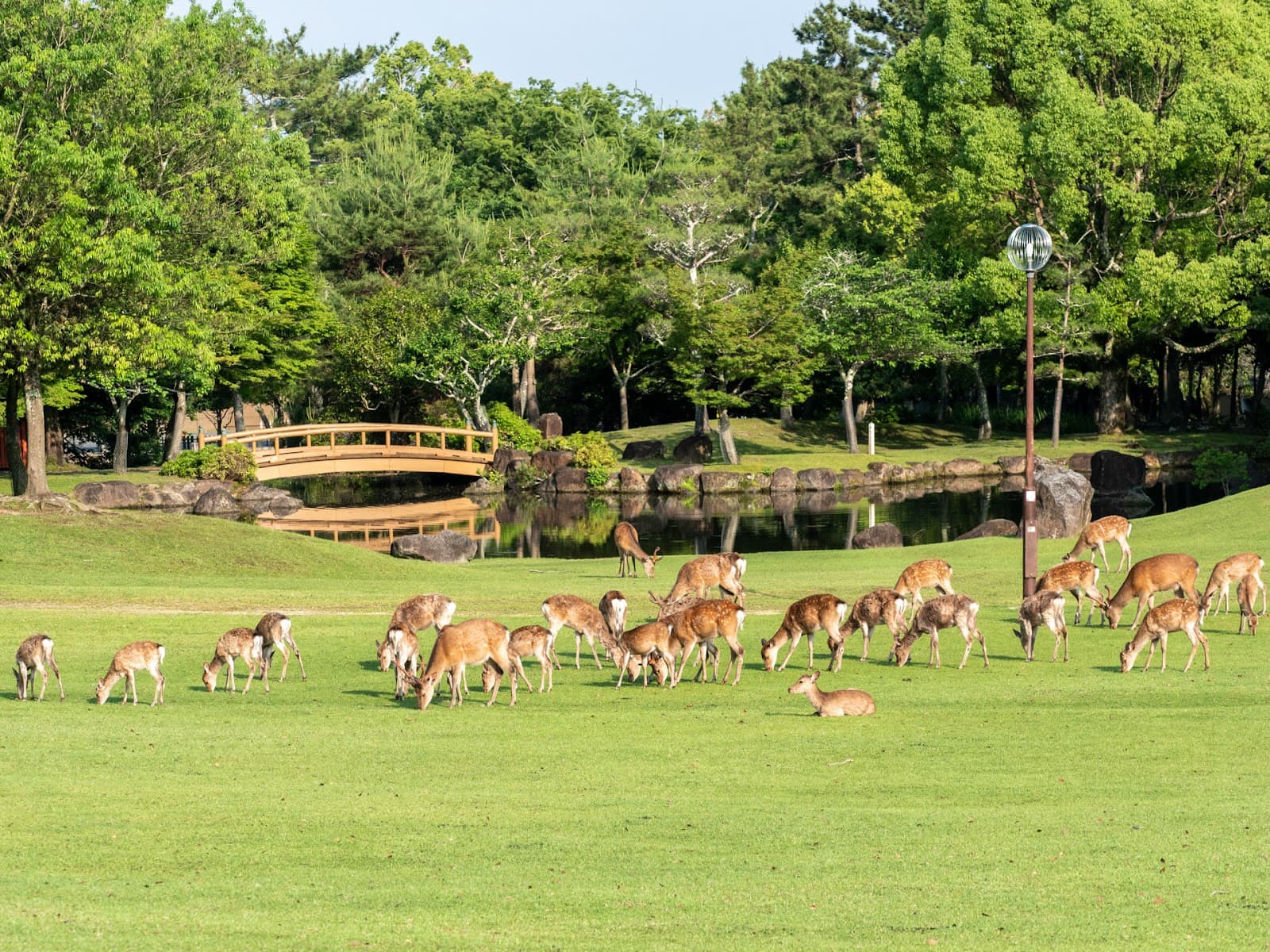 Kasugano-enchi Lawn - Image 1