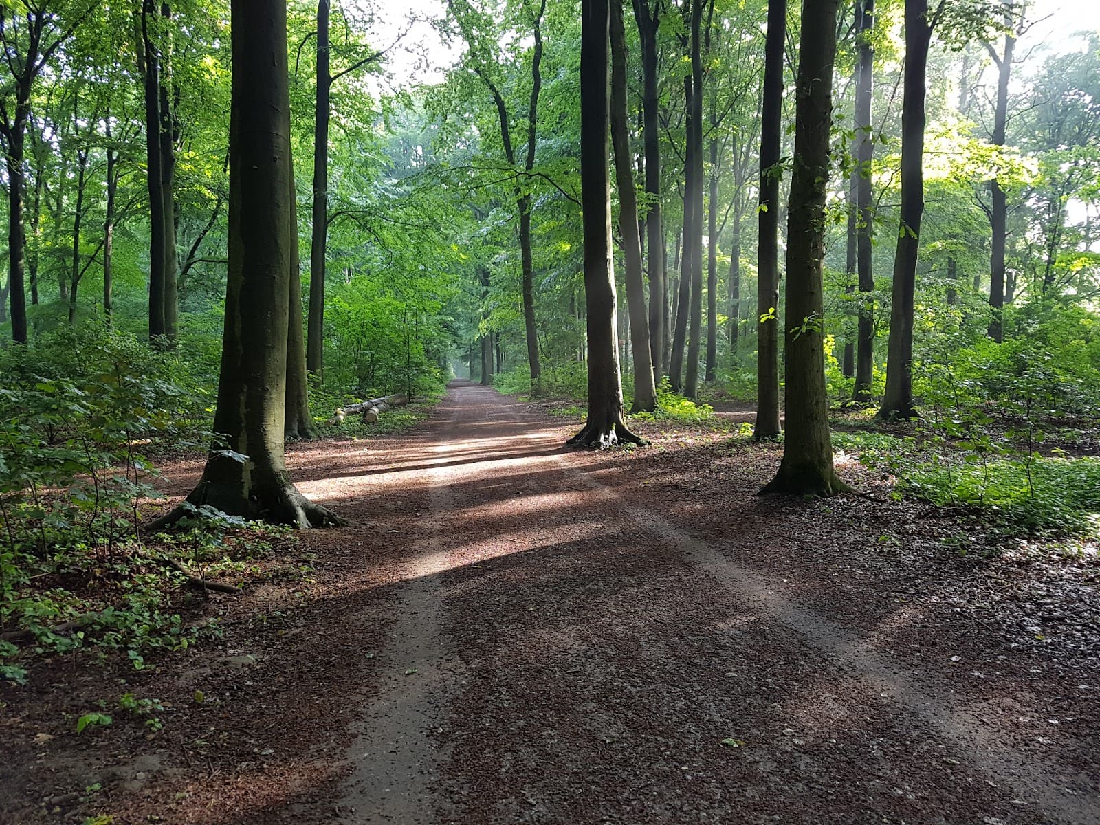 Forstwald - Image 1